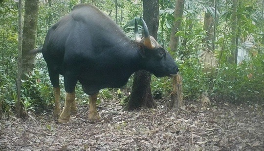 Năm 2007, phát hiện cá thể bò tót trong Khu Bảo tồn thiên nhiên Bắc Hướng Hóa. Ảnh: Khu Bảo tồn thiên nhiên Bắc Hướng Hóa.
