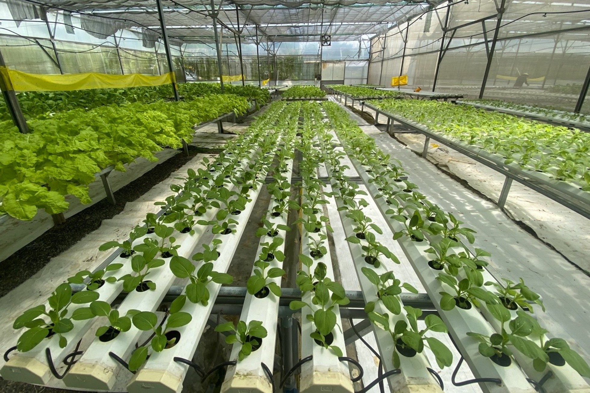Ninh Thuận trồng rong nho mang lại hiệu quả kinh tế cao  baotintucvn