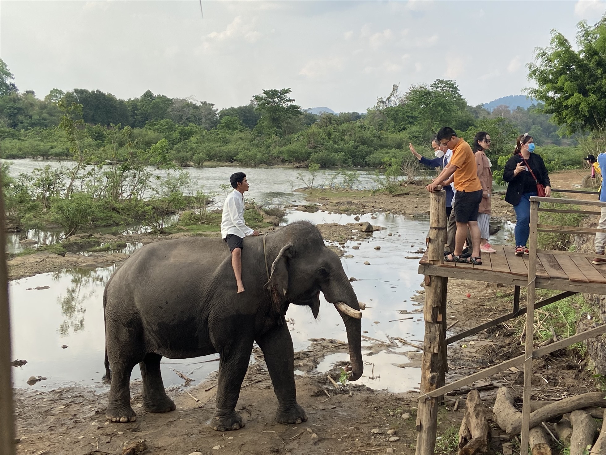 Hoạt động du lịch cưỡi voi ở Yok Đôn (Đắk Lắk) đã từng ảnh hưởng nghiêm trọng đến cuộc sống của loài voi nơi đây. Ảnh: Cổng TTĐT tỉnh Đắk Lắk