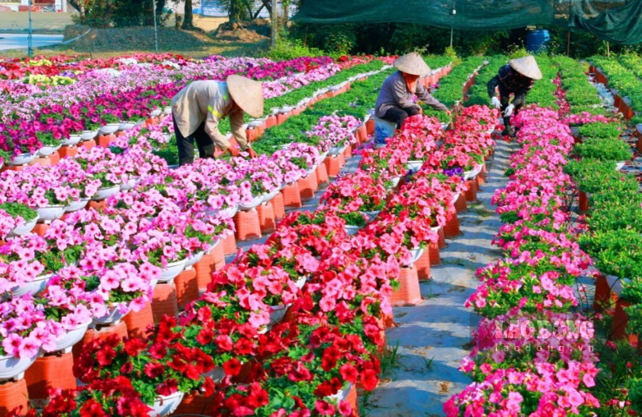 Ninh Phúc là một trong những vựa hoa lớn cung cấp các loại hoa cho địa phương và các tỉnh khu vực Bắc Bộ. Xã Ninh Phúc đã thành lập Hợp tác xã Hoa Ninh Phúc với tổng diện tích trên 14,5ha và có hơn 200 hộ tham gia. Ảnh: Diệu Anh