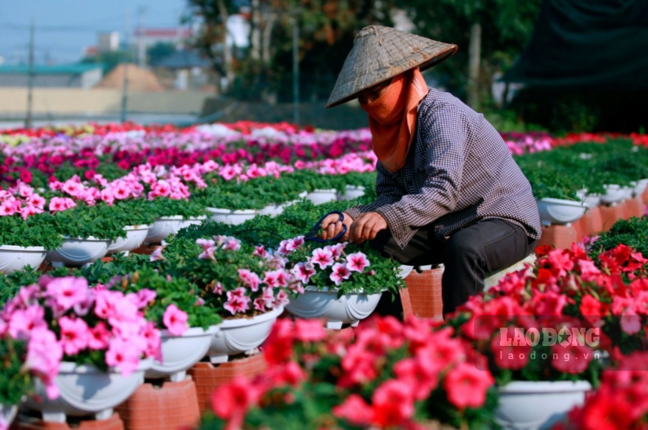 Thời điểm này, người dân làng hoa Ninh Phúc đang tất bạn chuẩn bị thu hoạch để cung ứng ra thị trường những loại hoa đẹp nhất, phục vụ người dân chơi Tết. Ảnh: Diệu Anh