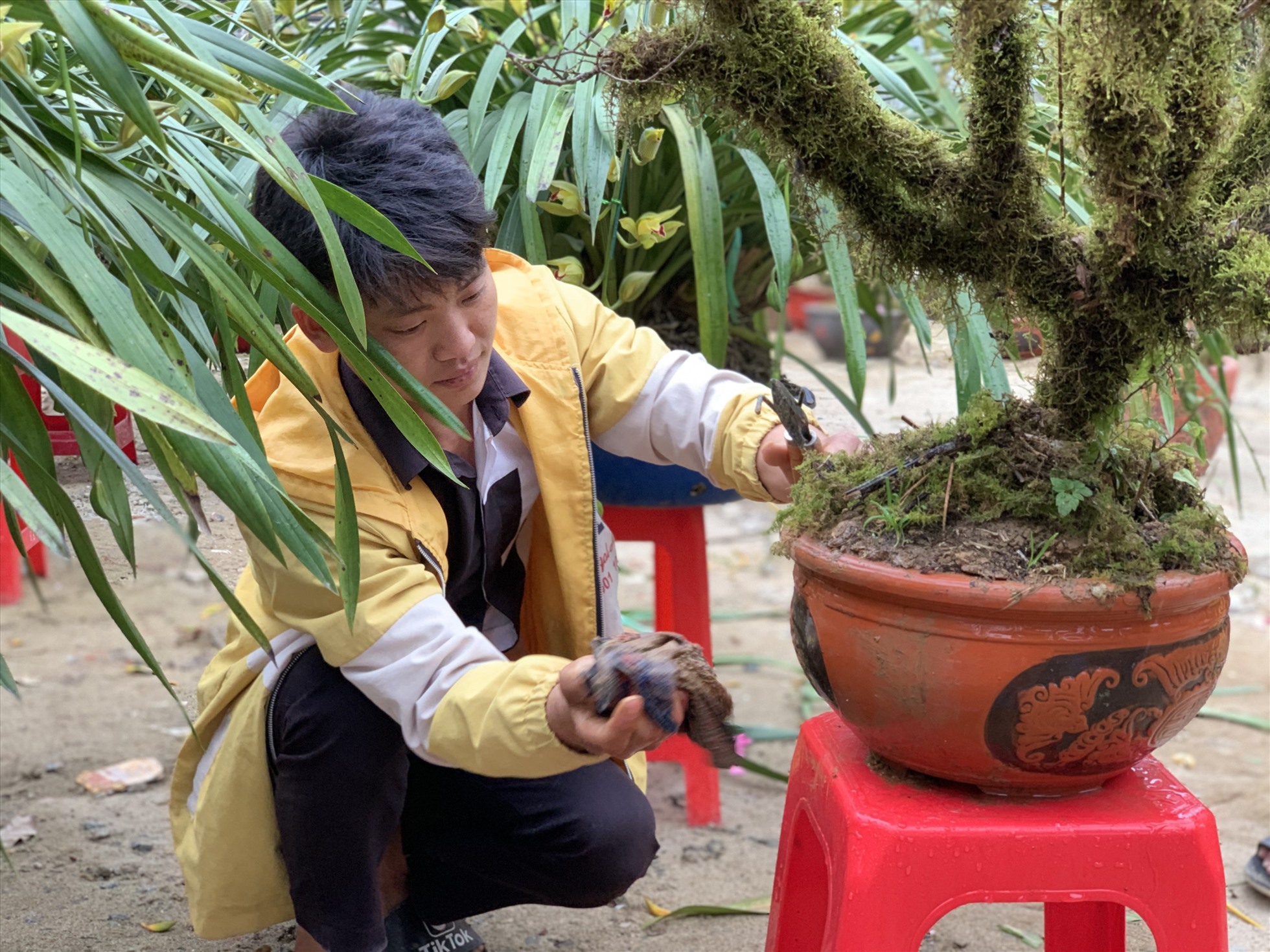Thợ vườn vẫn miệt mài chăm sóc cho những chậu cây nhất chi mai chờ khách ghé mua. Ảnh: Quỳnh Trang