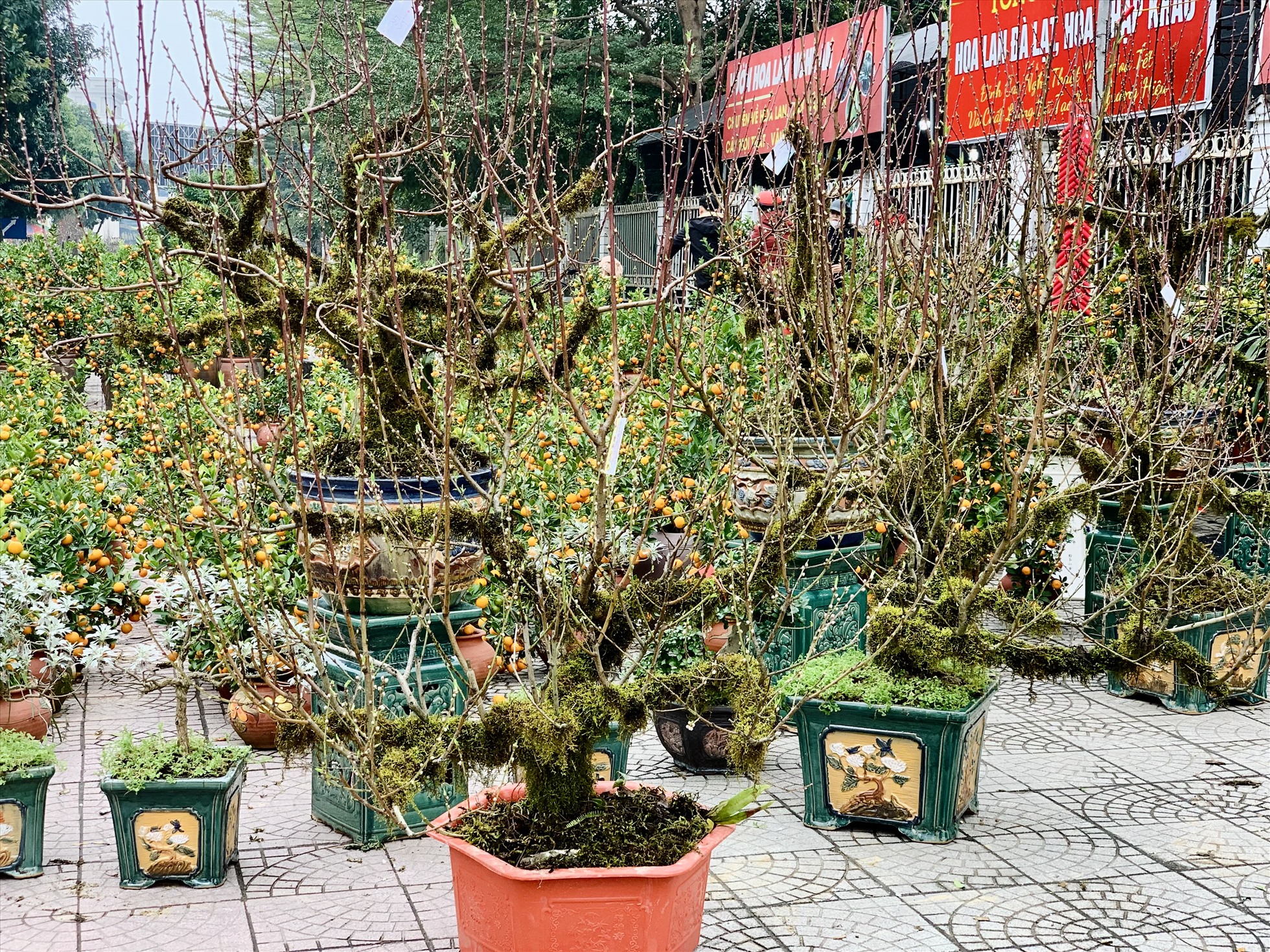 Gian hàng của anh Bùi Minh Hà quê ở huyện Nghi Lộc, Nghệ An chỉ đặt 1 số cây nhất chi mai đan xen bán cùng quất, mai,... để bán cùng.  Ảnh: Quỳnh Trang