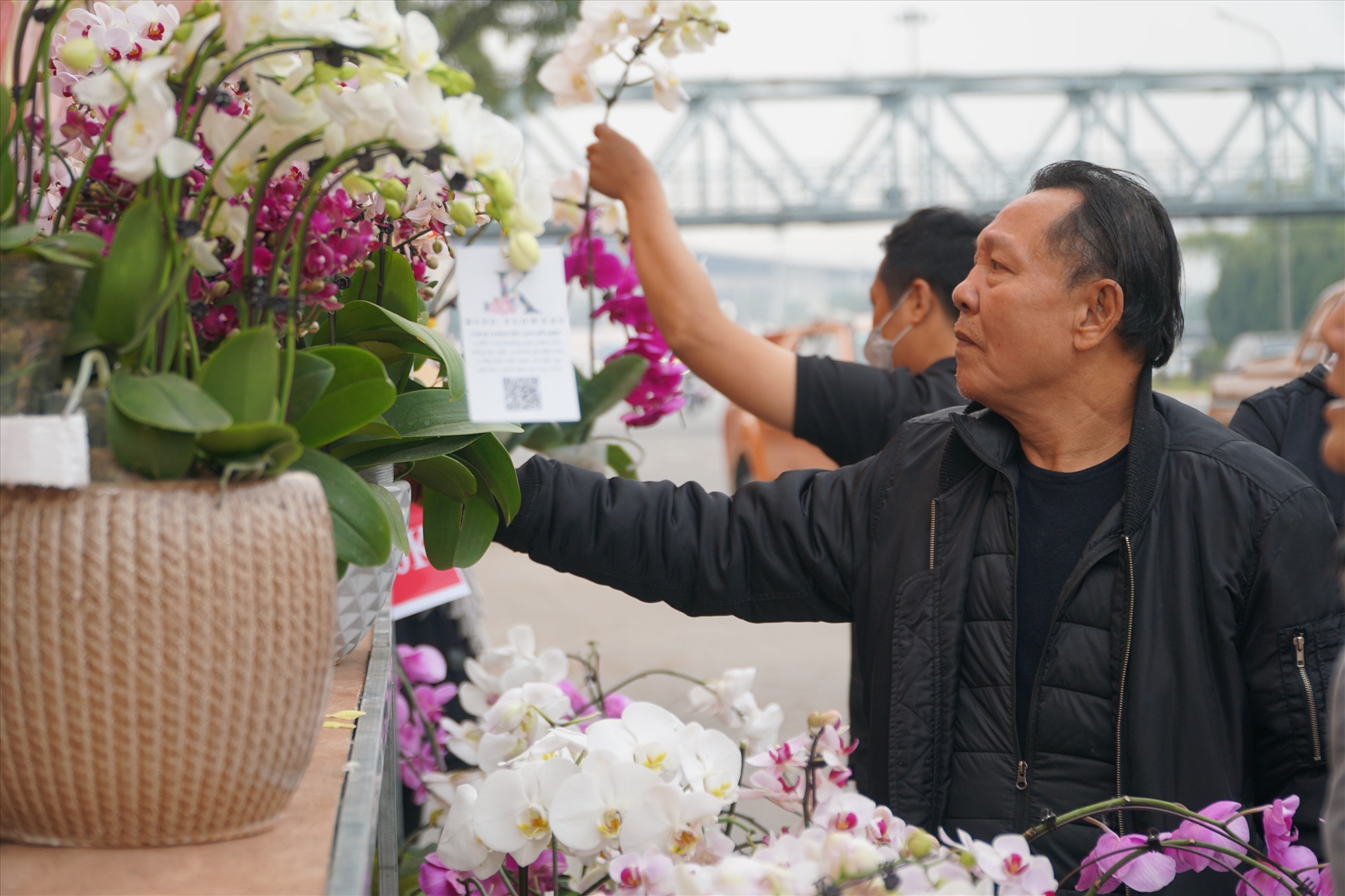 Ông Ngọc Quang chia sẻ: “Năm nào tôi cũng mua lan vào thời điểm 29-30 Tết vì giá rẻ.