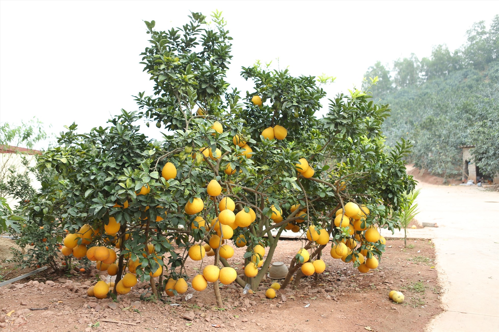 Gốc bưởi diễn chín vàng, sai trĩu quả.