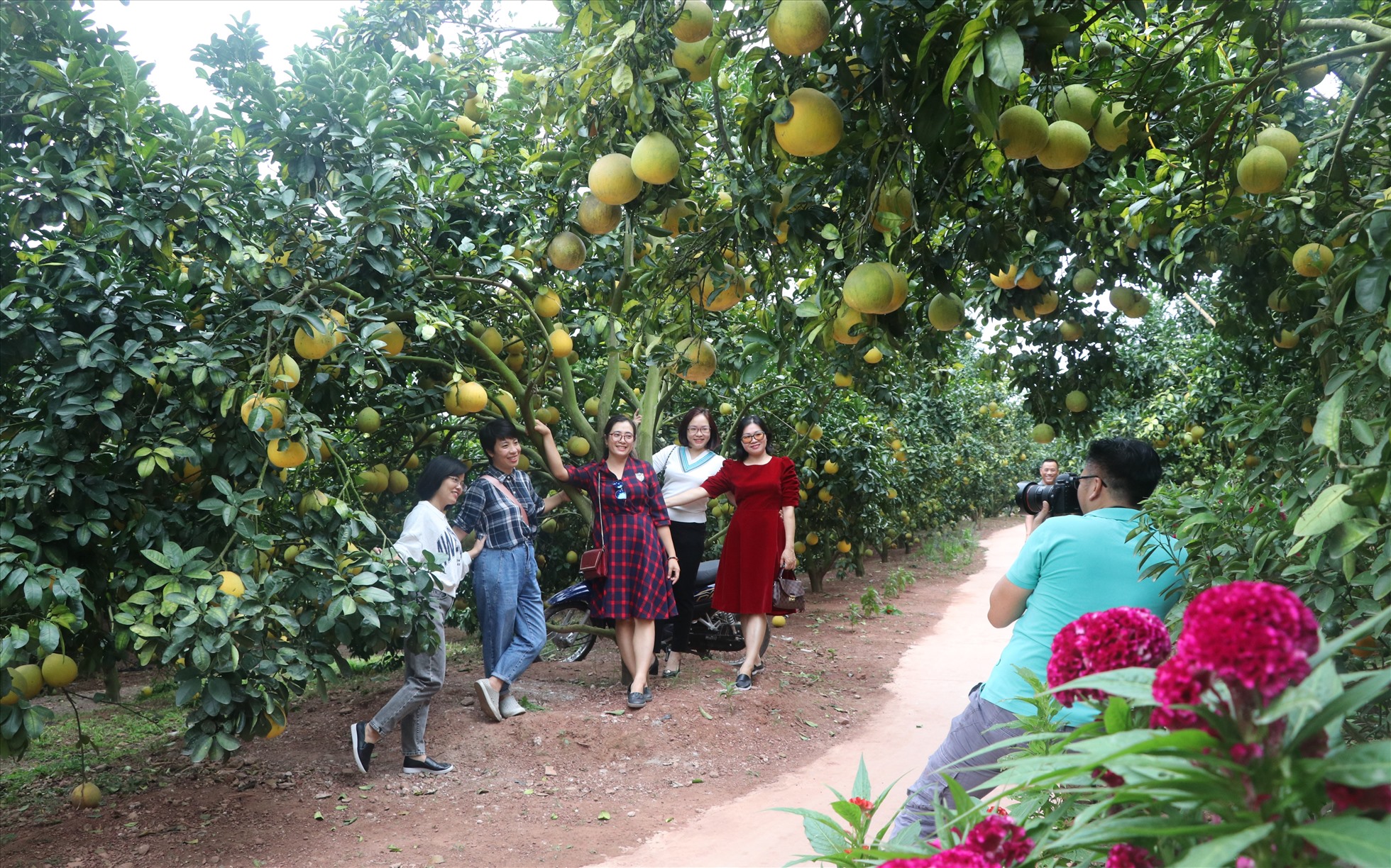 Vườn cam, bưởi chín rộ đẹp mê mẩn gây thương nhớ cho du khách mỗi khi tới với mảnh đất Lục Ngạn. Ảnh: Nguyễn Kế