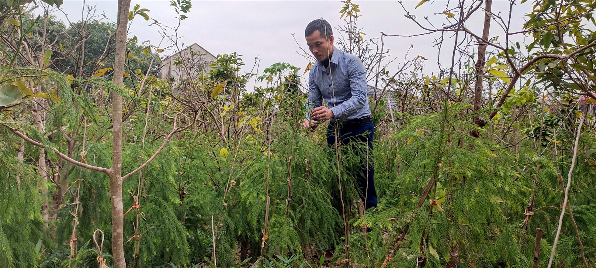 Anh Phạm Văn Sự chăm sóc vườn cây giống Xích Tùng cổ tại vườn nhà mình. Ảnh: Nguyễn Hùng