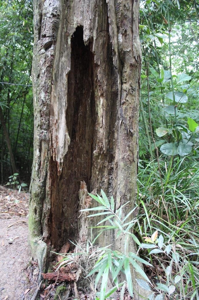Một cây Xích Tùng cổ trên Yên Tử bị sâu bọ đục rỗng phần gốc. Ảnh: Nguyễn Hùng