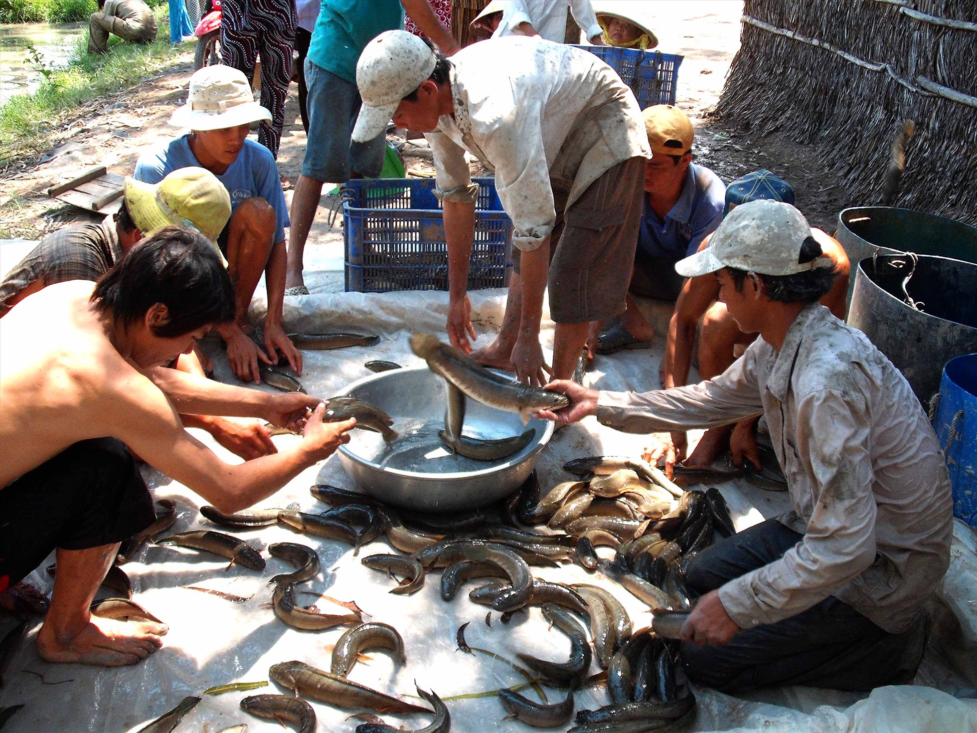 Thu hoạch cá lóc ở Nam Bộ. Ảnh: Lục Tùng