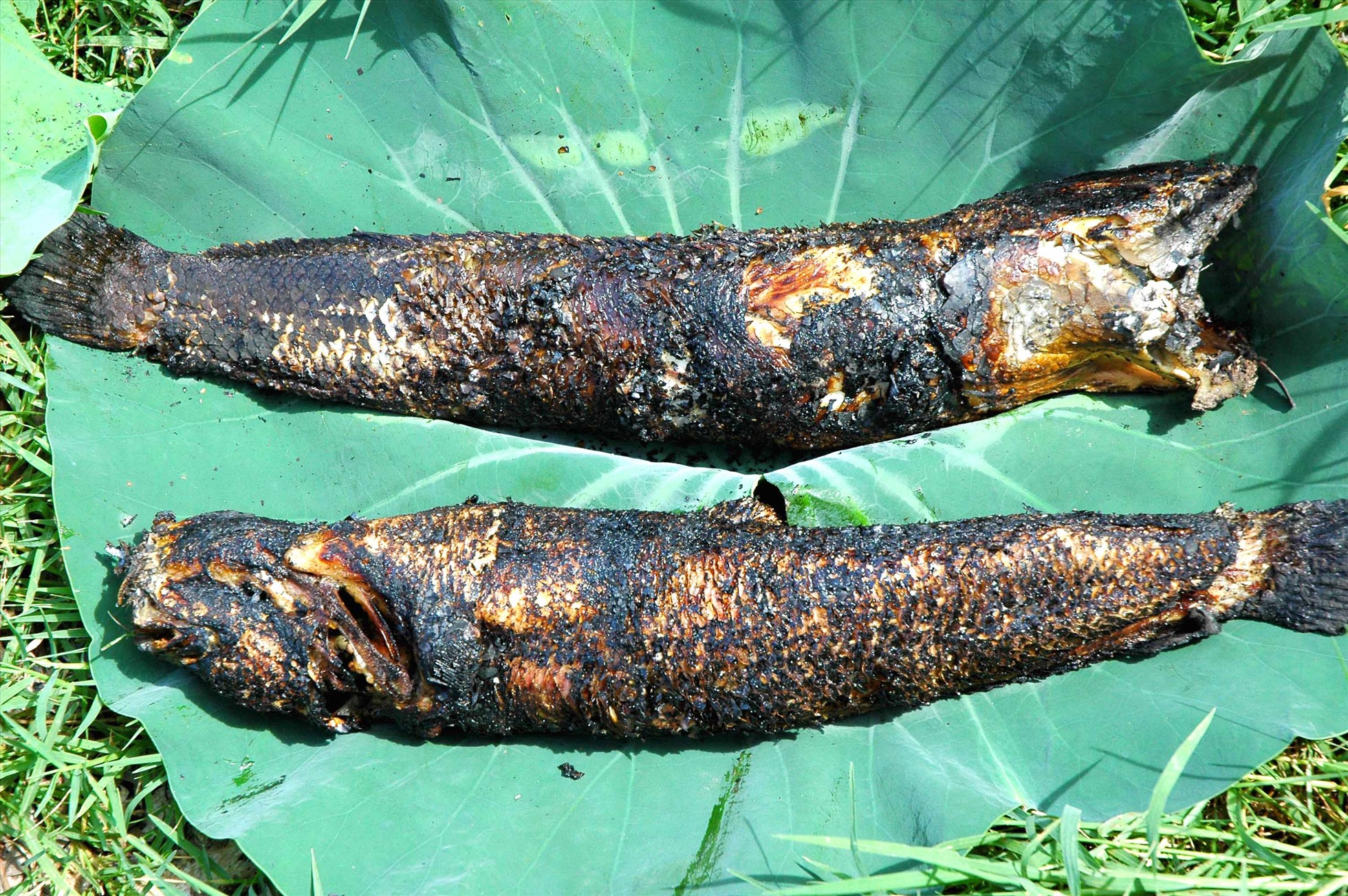 Cá lóc nướng trui đúng chất dân dã Nam Bộ. Ảnh: Lục Tùng