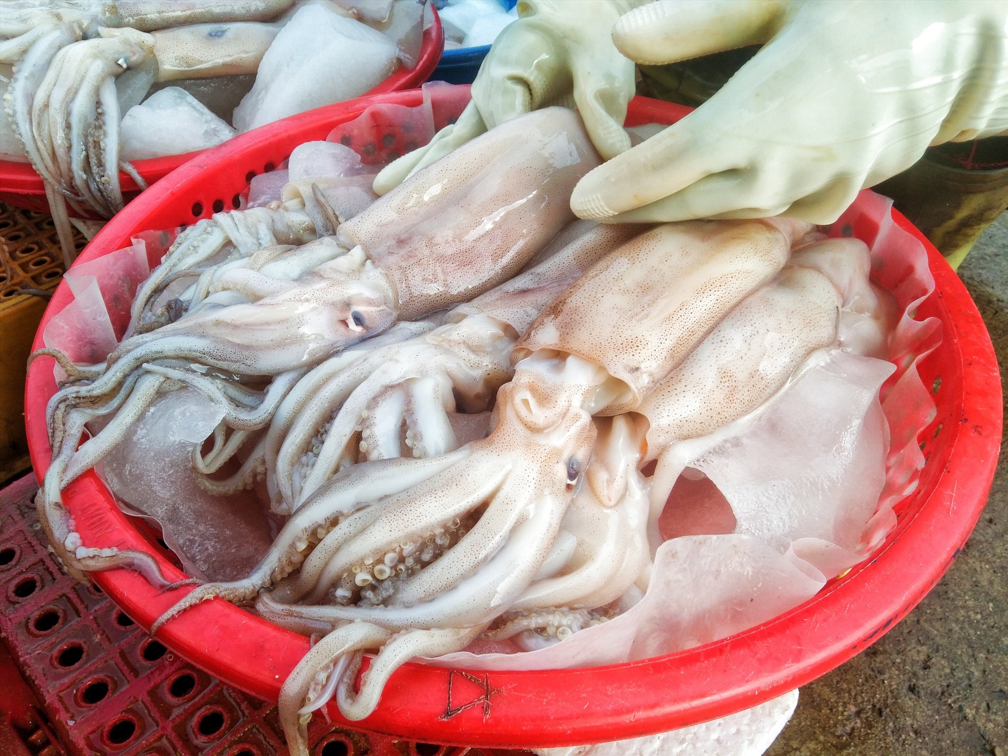 Những mẻ lưới đầy ắp hải sản được ngư dân đem bán tại khu chợ Gú (thị trấn Diêm Điền, huyện Thái Thụy). Ảnh: Lương Hà