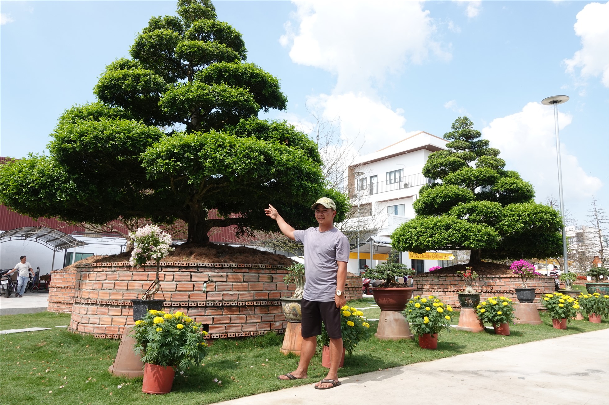 Anh Nguyễn Hữu Thái (28 tuổi) đại diện vườn nguyệt quế cho biết, 4 cây trên được gia chủ mua tại vườn của một người dân ở tỉnh Tiền Giang vào năm 2022. Sau đó cây được chuyển về vườn ở TP.Long Xuyên trồng và trưng bày cho người đam mê cây kiểng đến tham quan.