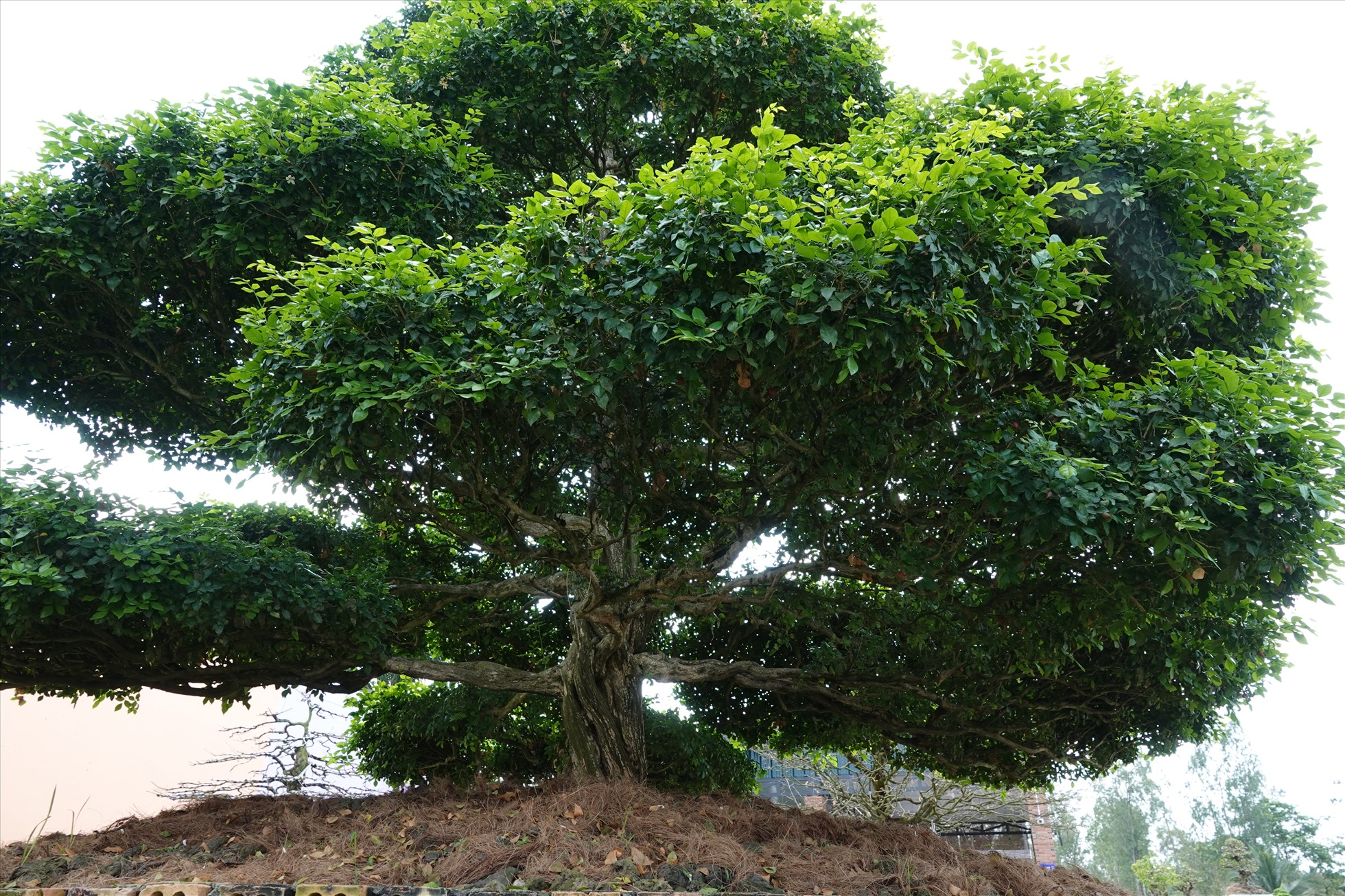 “Thời điểm khi mua về, lá cây mọc xum xuê, không nhìn rõ thân, cành, bông tán. Chủ vườn đã thuê nghệ nhân về cắt tỉa, đi lại tàn chi khoe được thân, bông tán“, anh Thái nói.