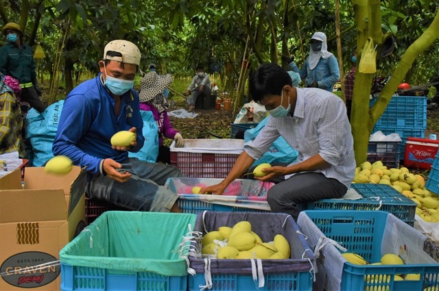 Giá xoài tăng cao, và có năng suất đã giúp người nông dân ở huyện An Phú khá lên. Ảnh: Thành Nhân