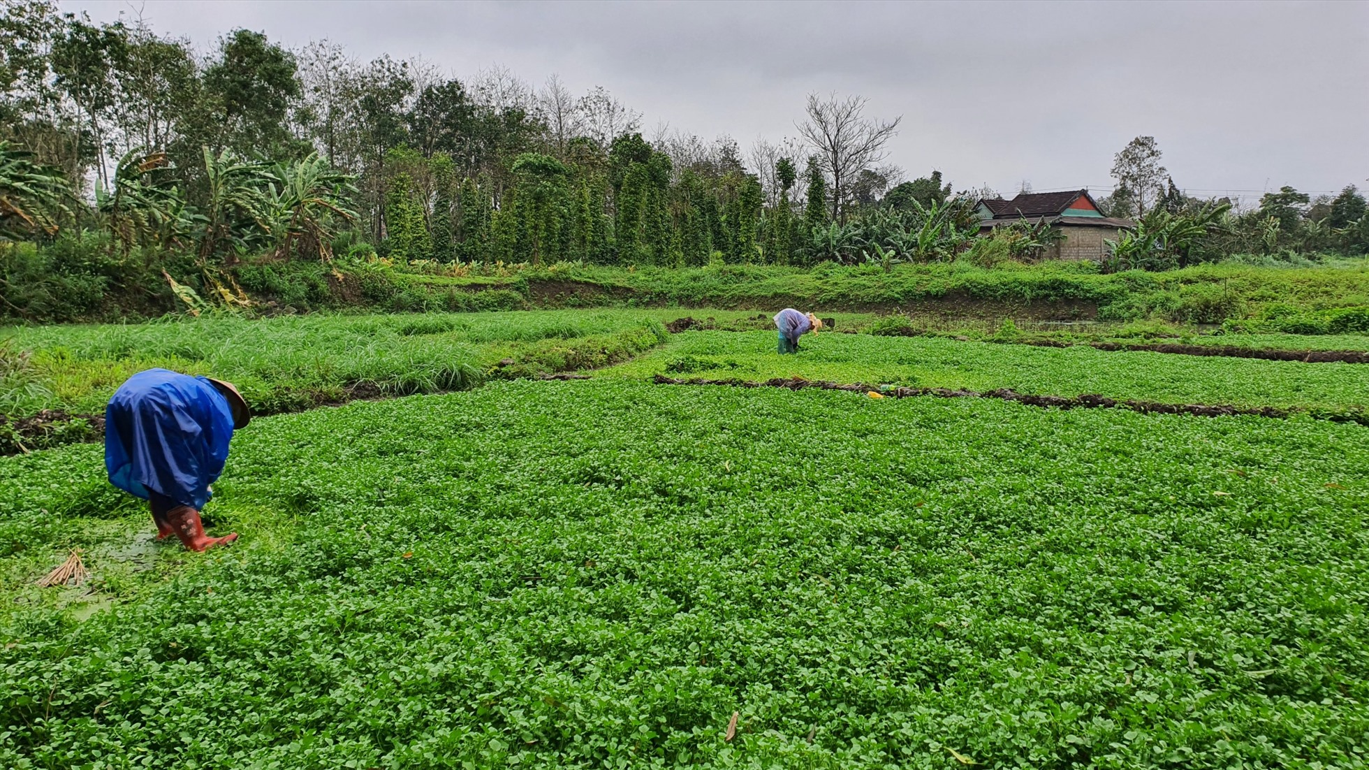 Mới Mùng 3 Tết, thời tiết mưa rét nhưng nhiều người dân đã ra ruộng để thu hoạch rau để cung cấp ra thị trường.