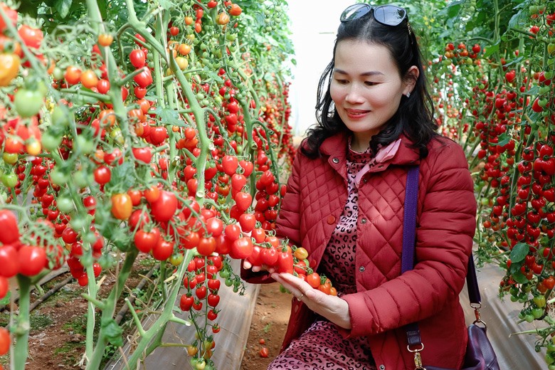 các trang trại rau, hoa, mô hình nông nghiệp ứng dụng công nghệ cao ở các phường, xã vùng ven TP.Đà Lạt cũng mở cửa và đón lượng du khách khá lớn. Ảnh: Văn Bảo