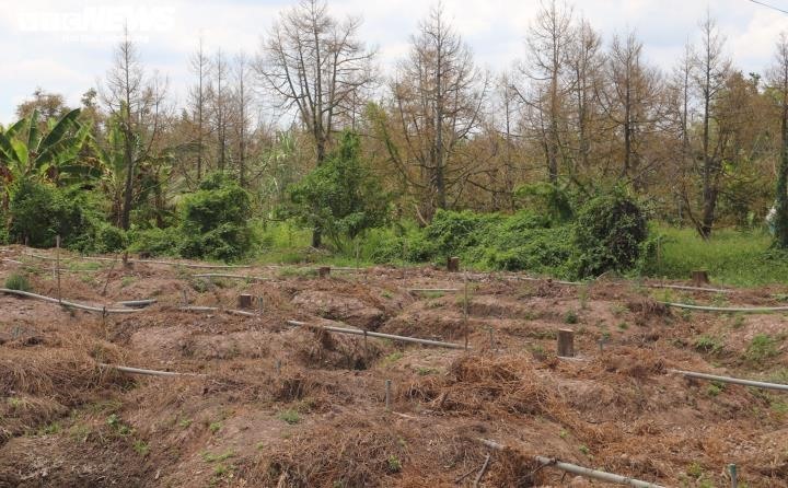 Năm 2020, hạn mặn lịch sử khiến nhiều vườn cây ăn trái ở các địa phương ở ĐBSCL thiếu nước tưới cây dẫn đến cây chết, khô héo. Ảnh: Thanh Tiến