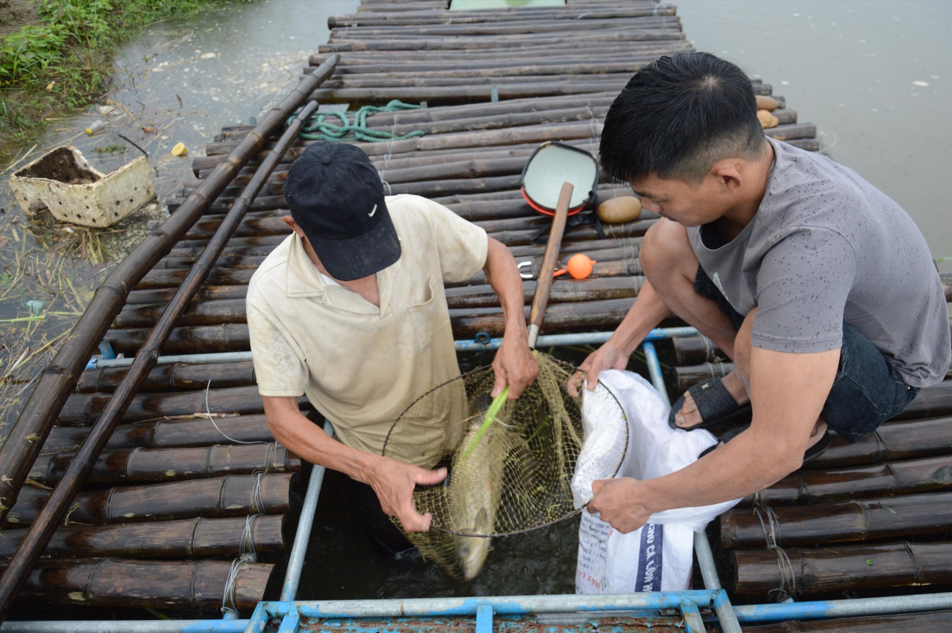 Những ngày này người dân nuôi cá nước ngọt trong các lồng bè đặt trên sông Trà Khúc đang tập trung thu hoạch cá để bán. Ảnh: Ngọc Viên