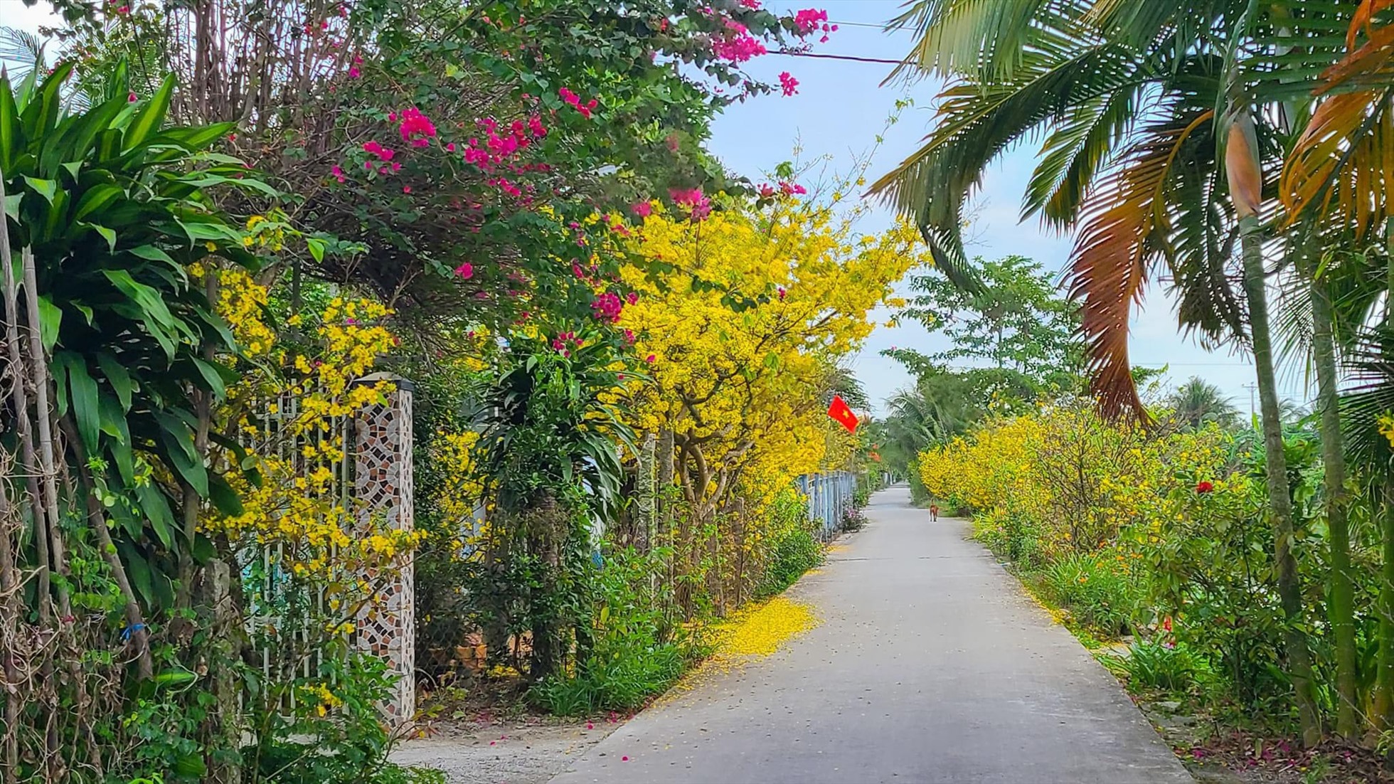 Dọc các kênh ở huyện Vĩnh Thạnh (TP. Cần Thơ) hay ở huyện Tân Hiệp (tỉnh Kiên Giang), nơi đây người dân trồng rất nhiều mai vàng hai bên đường, chỉ cách vài trăm mét là sẽ có 1 cây mai hoặc một vườn mai rực rỡ.