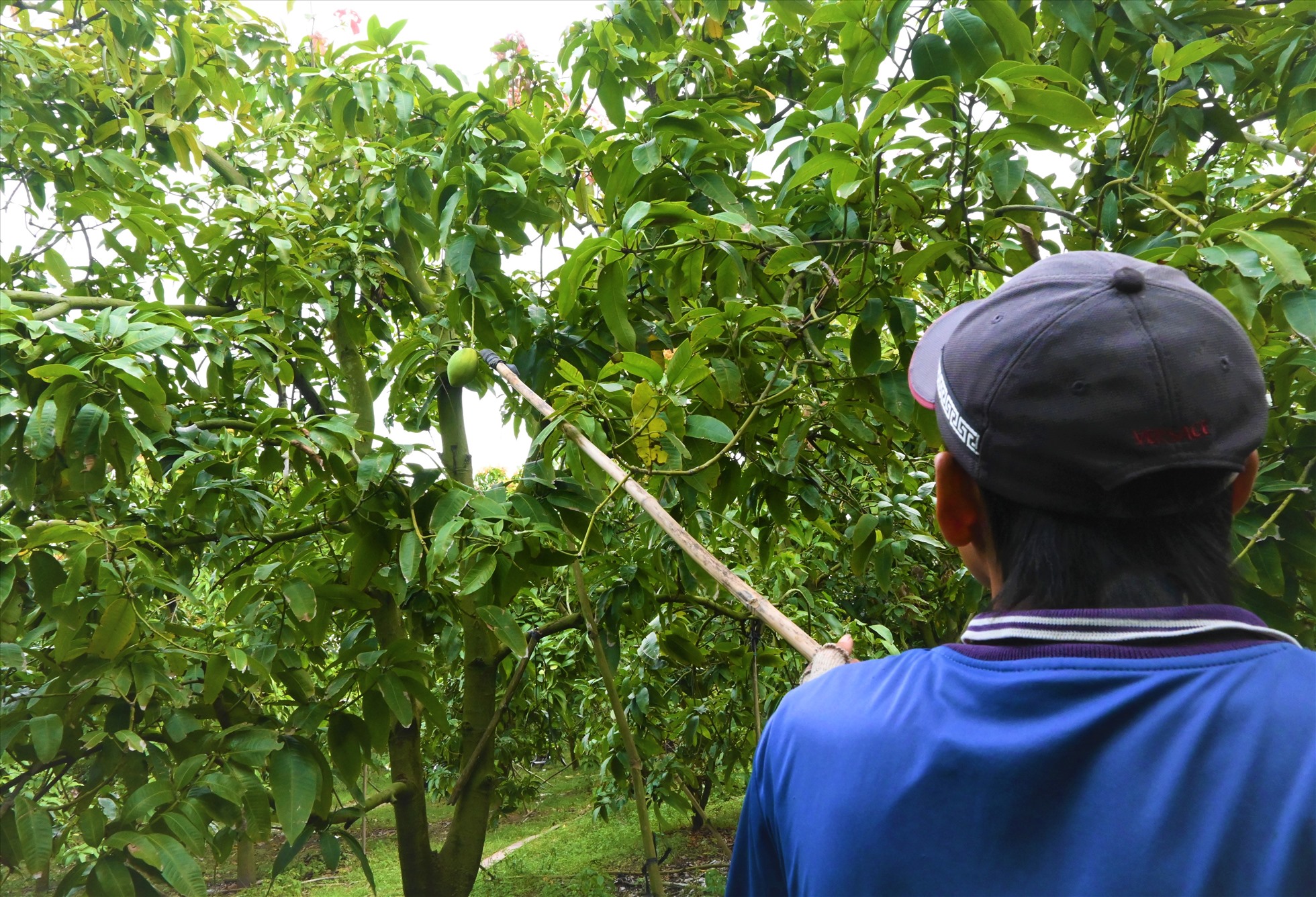 Những nông dân ở huyện An Phú (tỉnh An Giang) đang vào mùa thu hoạch xoài đầu năm 2023.