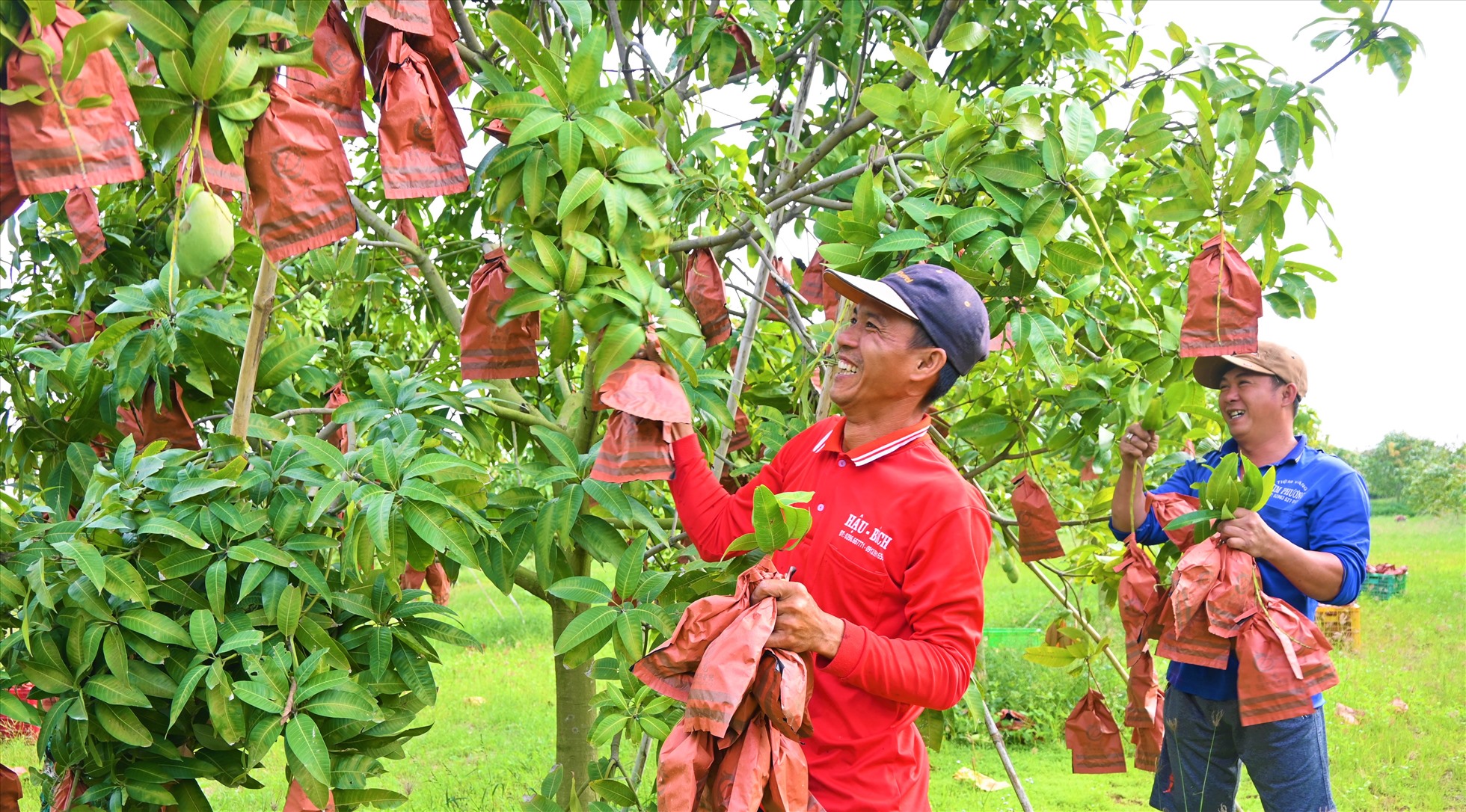 Theo ghi nhận của PV Báo Lao Động vào ngày 24.1, trên địa bàn huyện An Phú (tỉnh An Giang) đang bước vào mùa thu hoạch xoài. Theo một số người dân, xoài trúng mùa, có năng suất cao. Bên cạnh đó, giá bán xoài cũng cao so với những năm trước đã giúp người nông dân ở ven biên giới tăng thêm thu nhập.