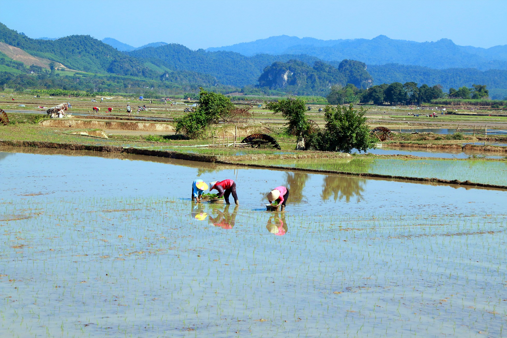 Quỳ Châu là địa phương có truyền thống trồng lúa nước hàng trăm năm với những vùng trồng lúa dọc sống Hiếu và các sông suối lớn nhỏ. Ảnh : Hữu Vi