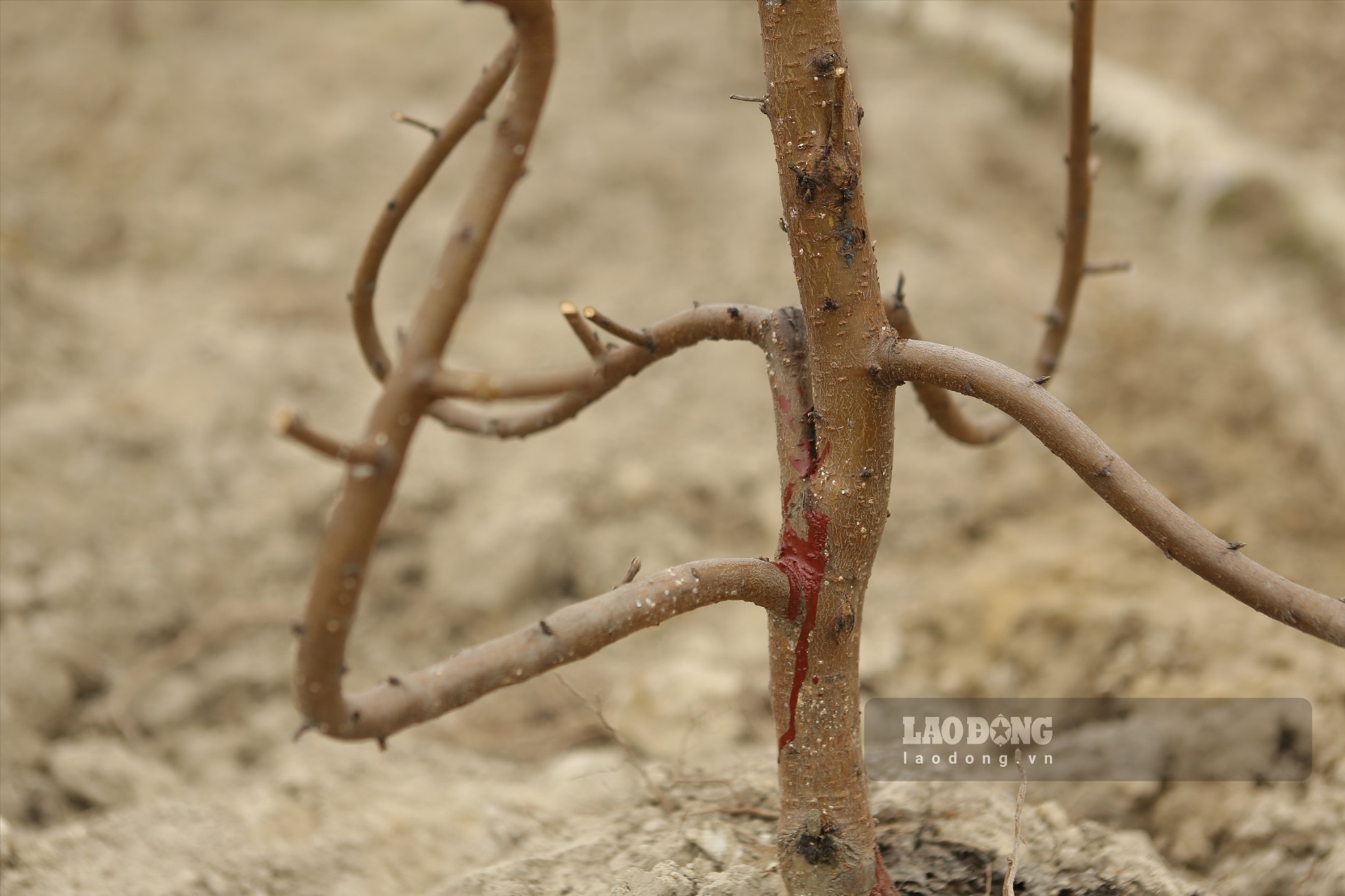 Những gốc đào nhỏ tầm 1, 2 năm tuổi sau khi được người trồng đào mua về, cắt tỉa tạo thế mới, xén gốc trồng lại sẽ được quét sơn đỏ lên thân cây để đánh dấu. ảnh Nguyễn Kế