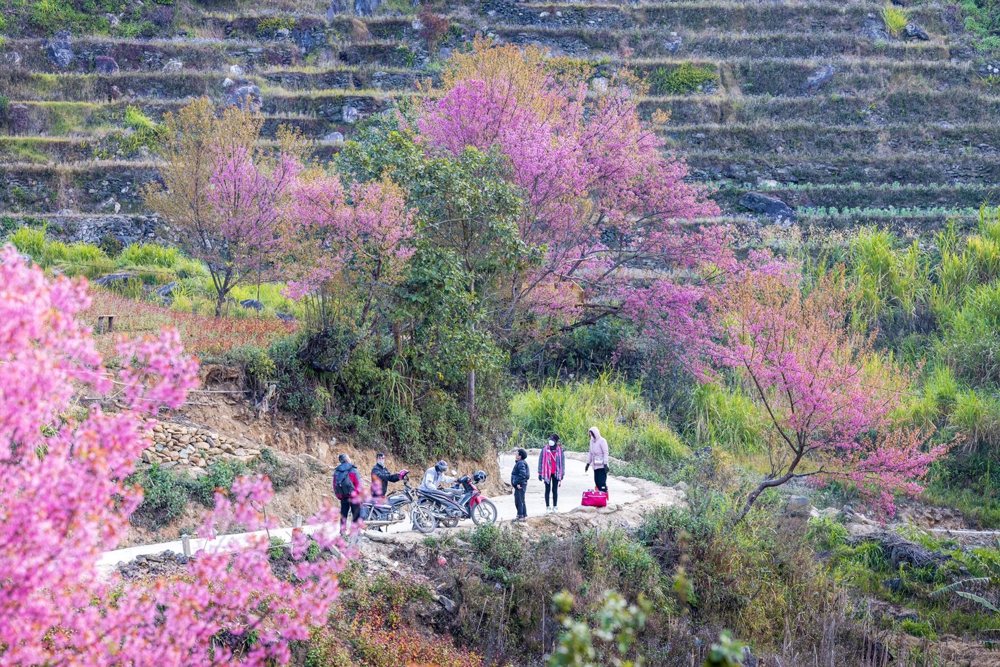 Loài hoa này có sức sống mãnh liệt, nở rộ vào mùa đông lạnh giá. Hoa tớ dày nở đẹp nhất từ giữa tháng 12 đến đầu tháng 2 dương lịch hàng năm, cũng đúng vào dịp Tết năm nay.