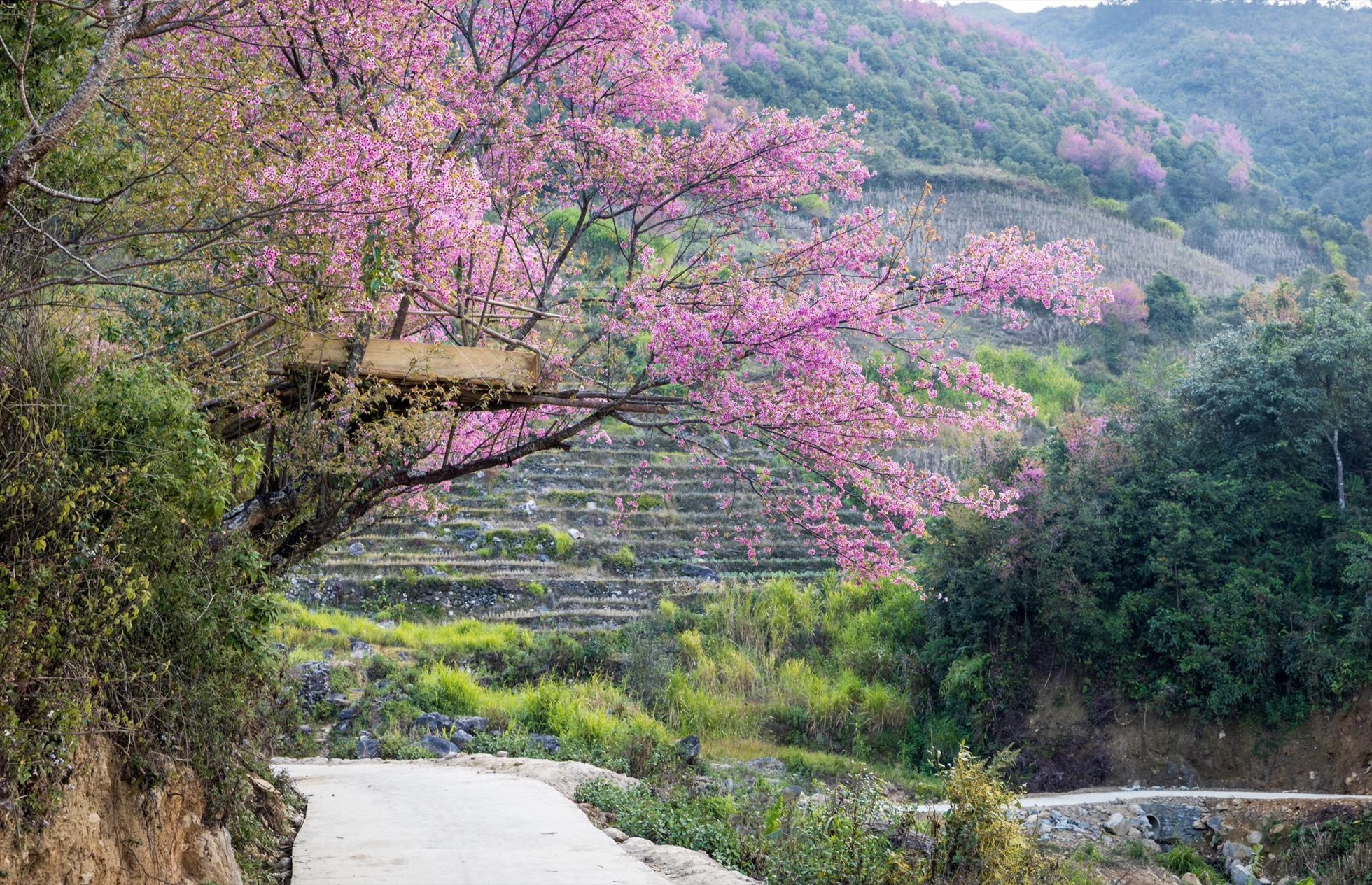 Tớ dày là loài hoa rừng thuộc họ đào, được đồng bào Mông ở Mù Cang Chải gọi là “Pằng tớ dày“, nghĩa là Hoa đào rừng.