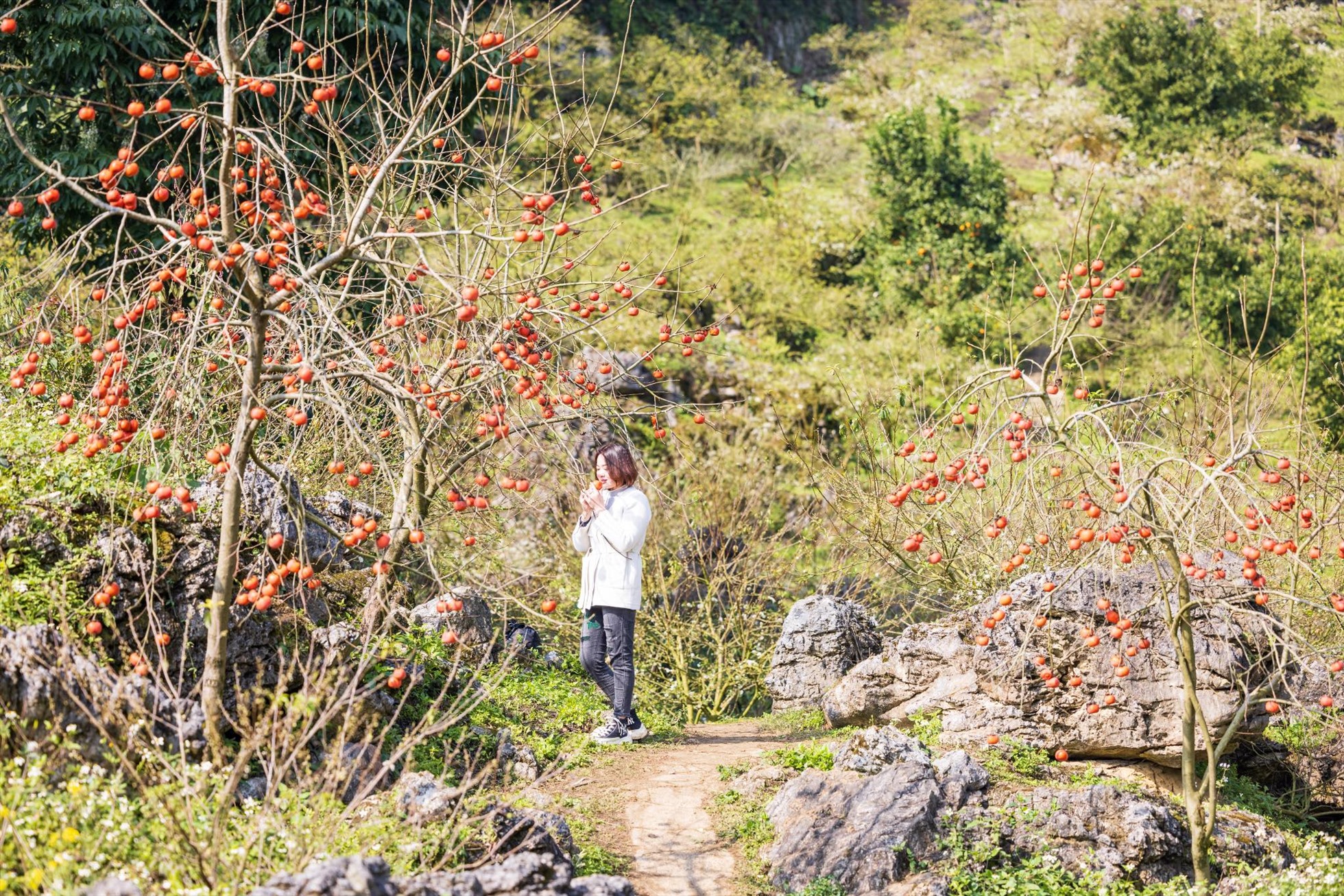 Ngoài hoa tớ dày, đến Mù Cang Chải thời gian này còn bắt gặp cánh đồng hoa cải vàng ươm hay vườn hồng chỉ còn trơ lại những trái chín vô cùng đẹp mắt.