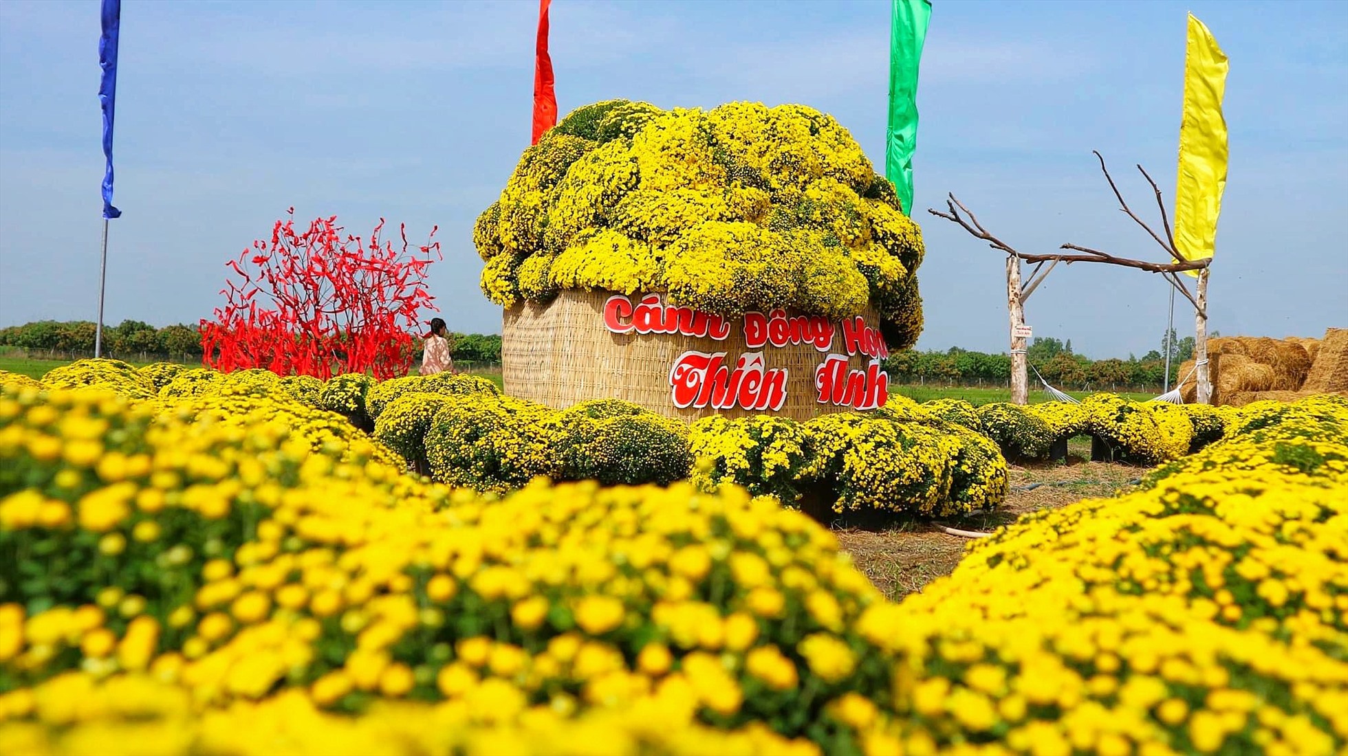 Chị Phùng Thị Bích Phượng (Chủ Cánh đồng hoa Thiên Anh) cho biết, để có được cánh đồng hoa nở rộ đẹp như hiện tại, chị đã phải bắt tay vào chuẩn bị làm từ tháng 6 âm lịch, từ đó đến nay lượng nhân công cũng biến động từ 10 - 50 người mới đủ để phục vụ khách dịp Tết.