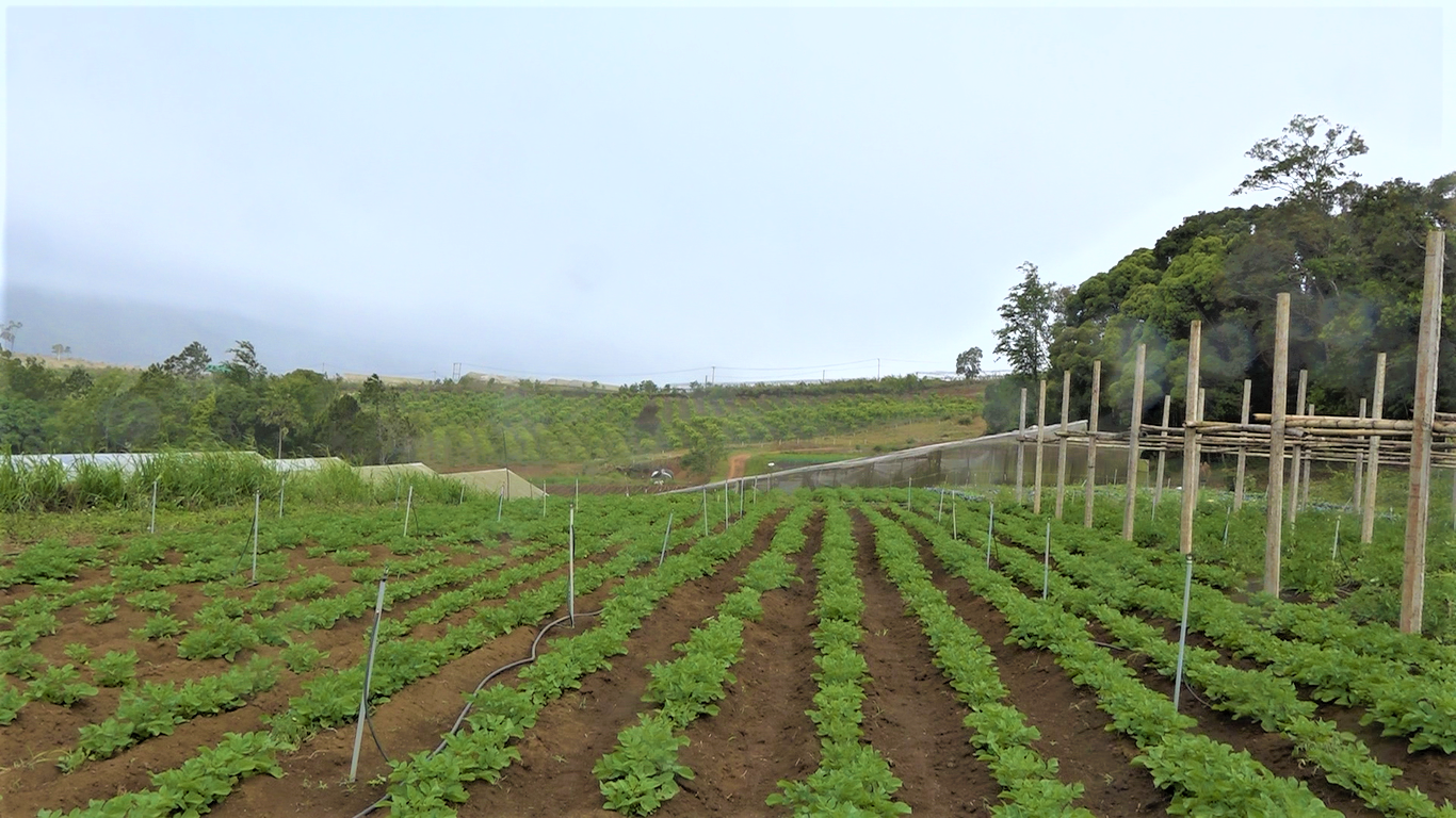 Mô hình trồng rau hữu cơ ứng dụng công nghệ tưới Isarel ở Măng Đen. Ảnh CTV