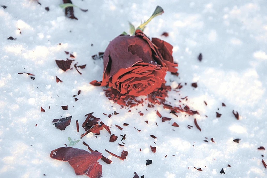 Nhiệt độ đôi khi giảm xuống âm 50 độ C. Đây là điều đã xảy ra với bông hoa hồng từ bó hoa chúc mừng được mang đến Bắc Cực. Ảnh chụp màn hình