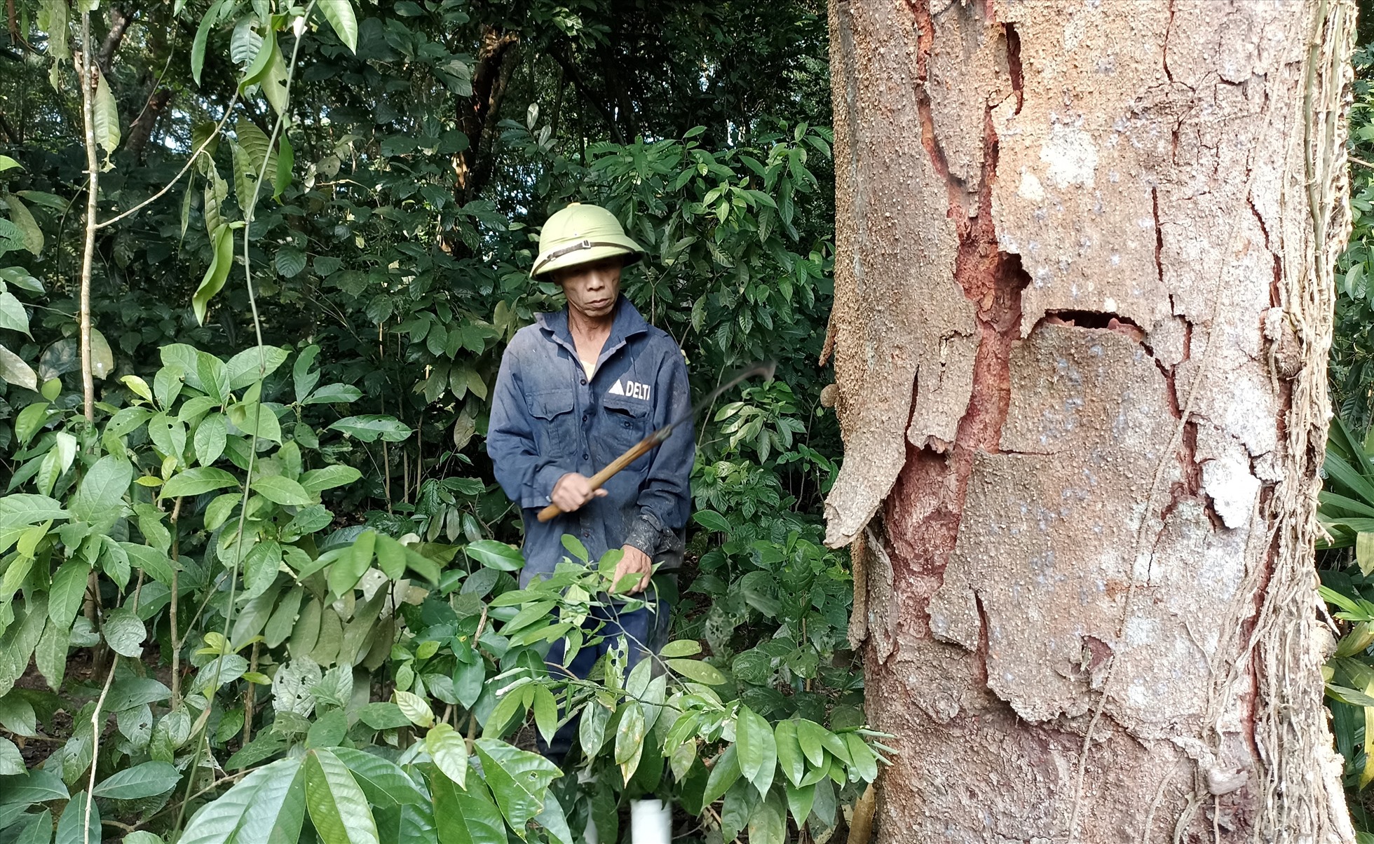 Ông Đỗ Xuân Lĩnh (65 tuổi, trú tại xã Cẩm Tú, huyện Cẩm Thủy) cho biết, 30 năm qua ông vẫn hàng ngày cần mẫn, liên tục vào rừng để trông coi và chăm sóc những gốc lim. Ảnh: Quách Du