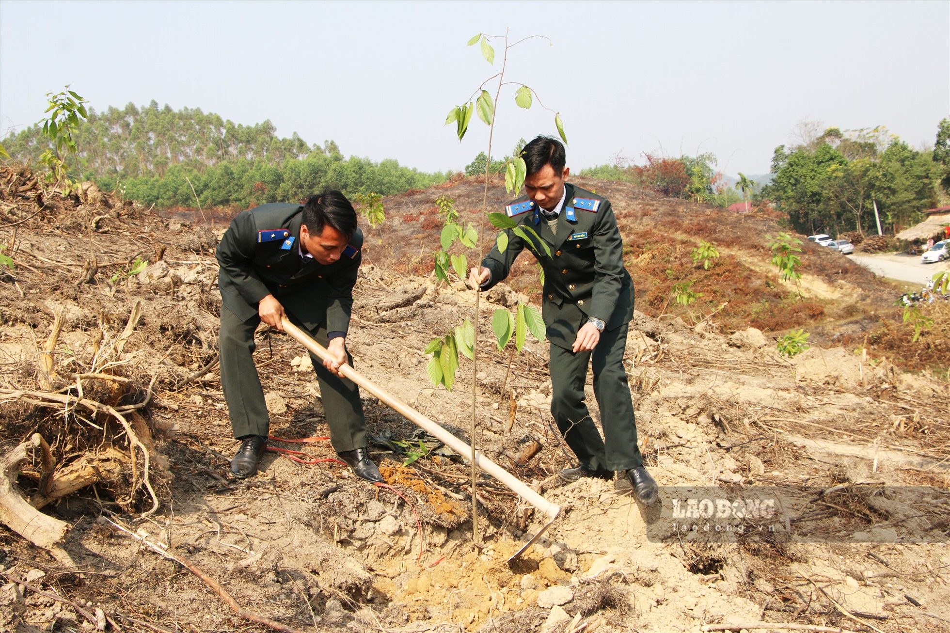 Hiện, tỉ lệ che phủ rừng của tỉnh Tuyên Quang đạt trên 65%, là một trong những địa phương dẫn đầu cả nước.