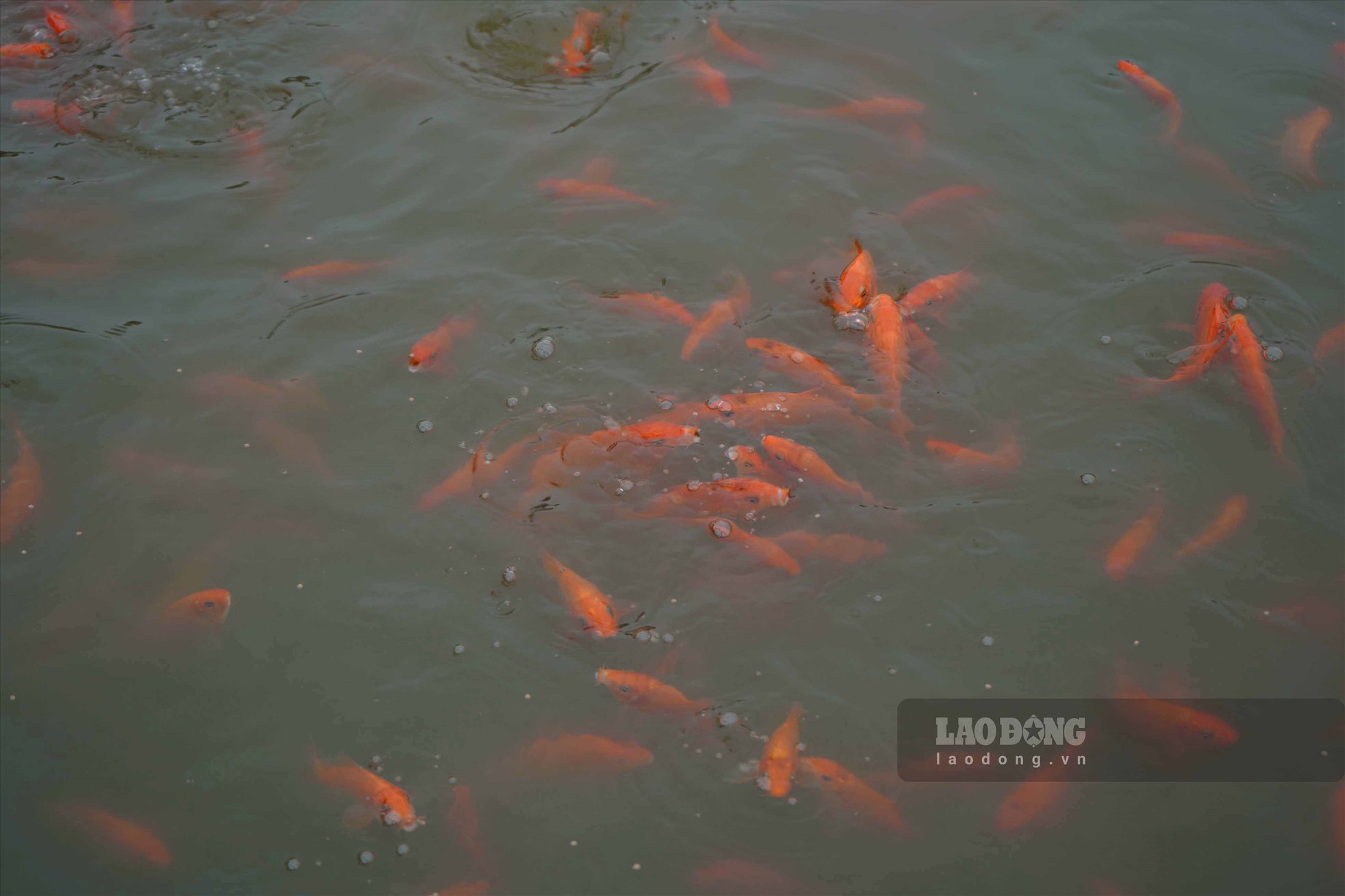 Những chú cá chép đỏ tại các ao nuôi cá  giống của người dân làng Hội Am (xã Cao Minh, huyện Vĩnh Bảo, TP Hải Phòng). Ảnh: T.Hà