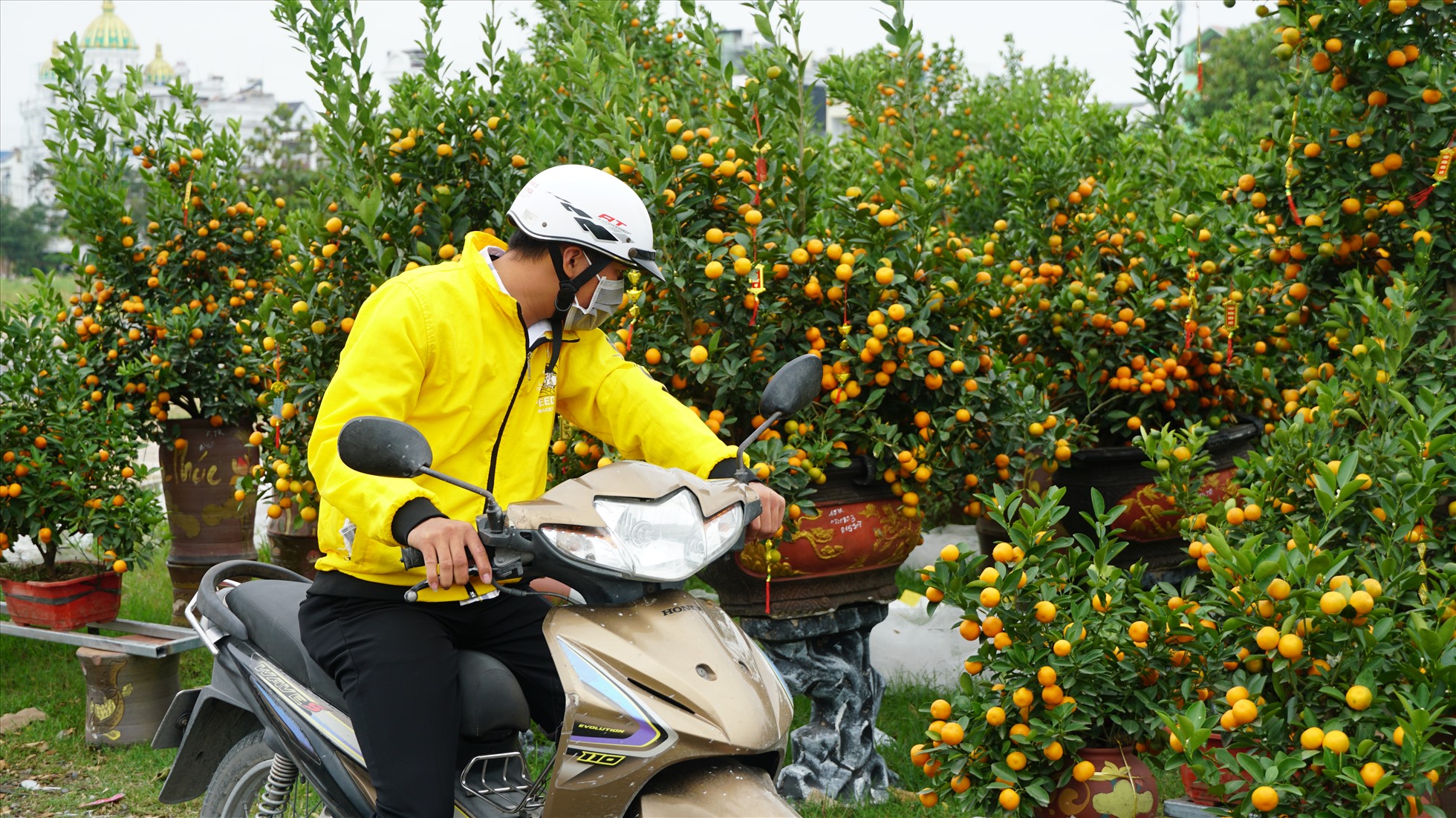 Anh Nguyễn Văn Trung (28 tuổi, quê Thị xã Bình Minh, tỉnh Vĩnh Long) chia sẻ, anh đi qua Cần Thơ sắm đồ Tết nhưng chưa đến Trung tâm TP. Cần Thơ đã bị hút hồn bởi những cây bưởi có quả vàng óng khác với bưởi trong đây và những cây quất bonsai chỉ có ngoài Bắc mới có.