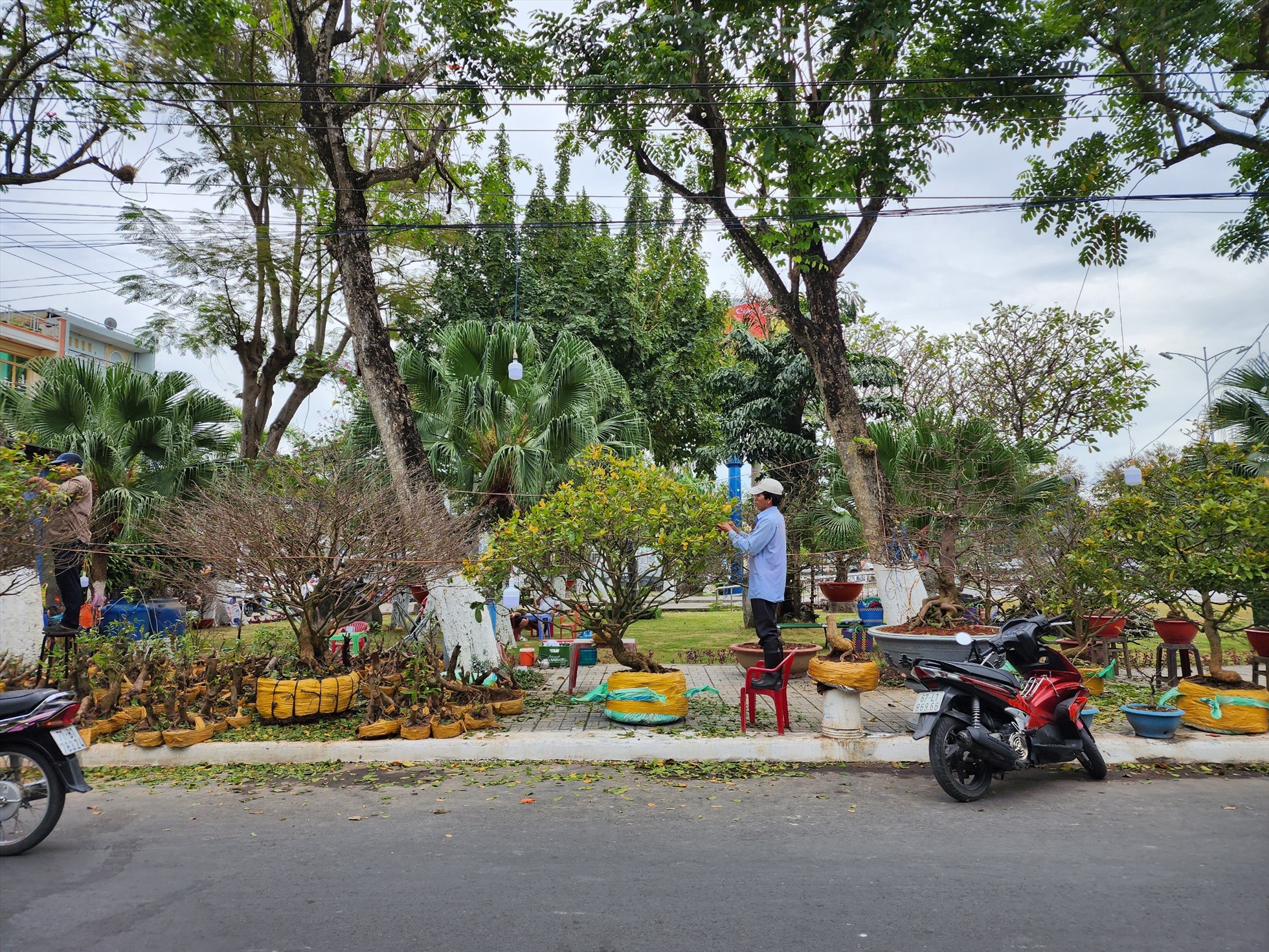 Năm nay anh Giang có hỗ trợ bán cây mai vàng giá 2 tỉ đồng của một người bạn, cùng những cây mai có giá từ vài chục đến vài trăm triệu của anh.