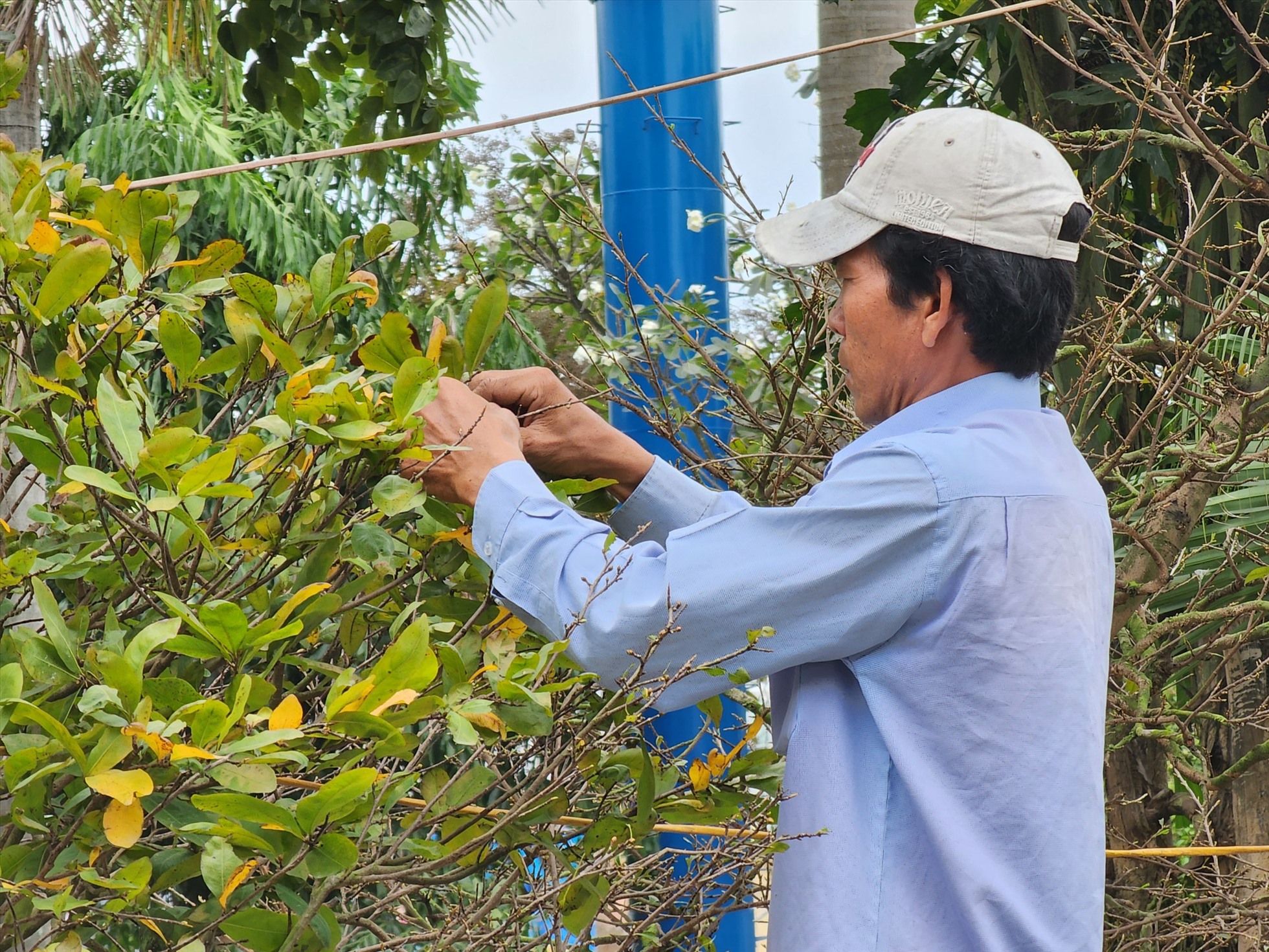 Năm nay anh Giang có hỗ trợ bán cây mai vàng giá 2 tỉ đồng của một người bạn, cùng những cây mai có giá từ vài chục đến vài trăm triệu của anh.