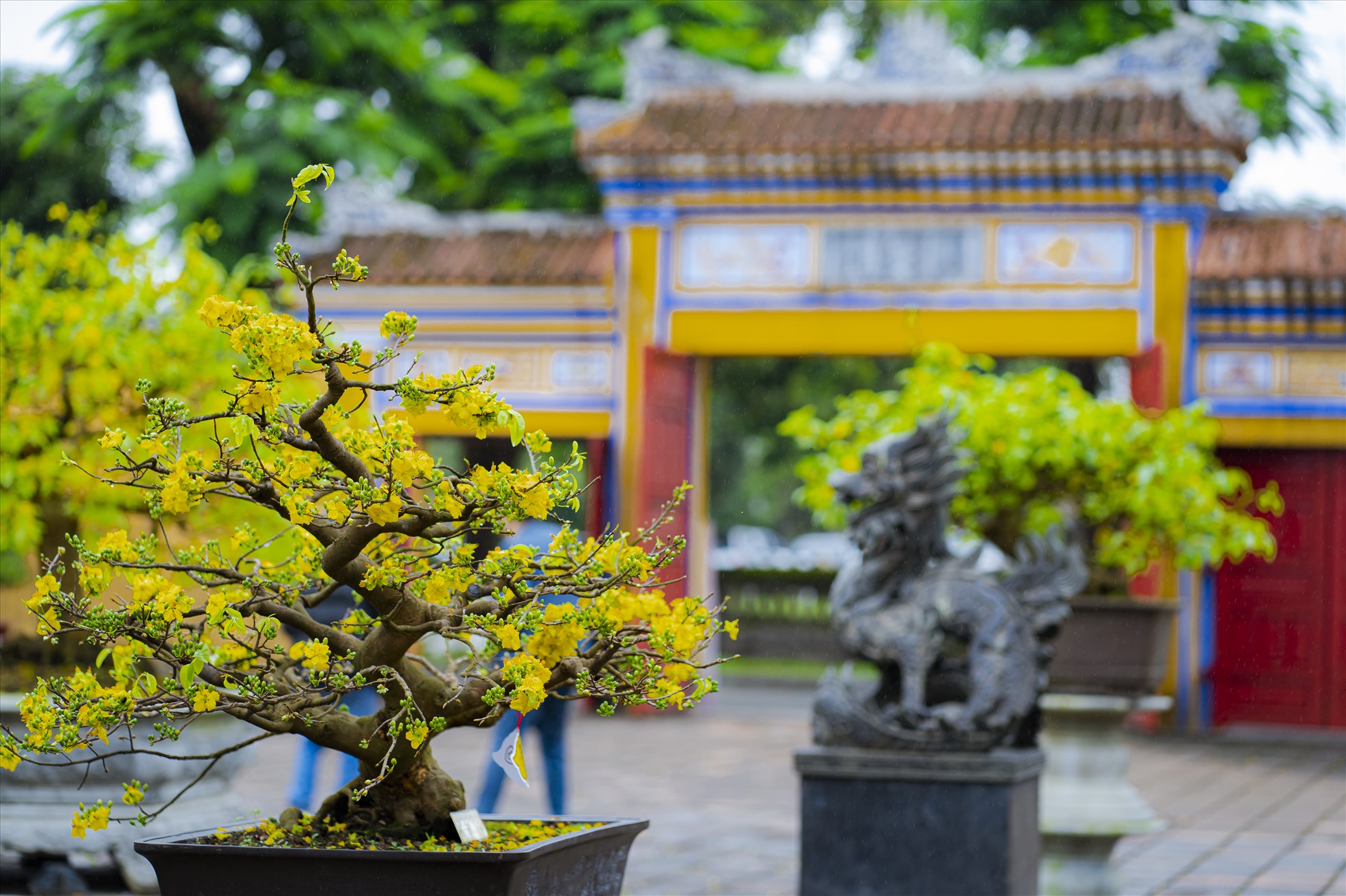 Lễ hội Hoàng mai Huế sẽ gồm các hoạt động như: Cuộc thi các tác phẩm hoàng mai đẹp; không gian triển lãm, trưng bày hoàng mai Huế; không gian giao lưu và trao đổi; không gian đấu giá.