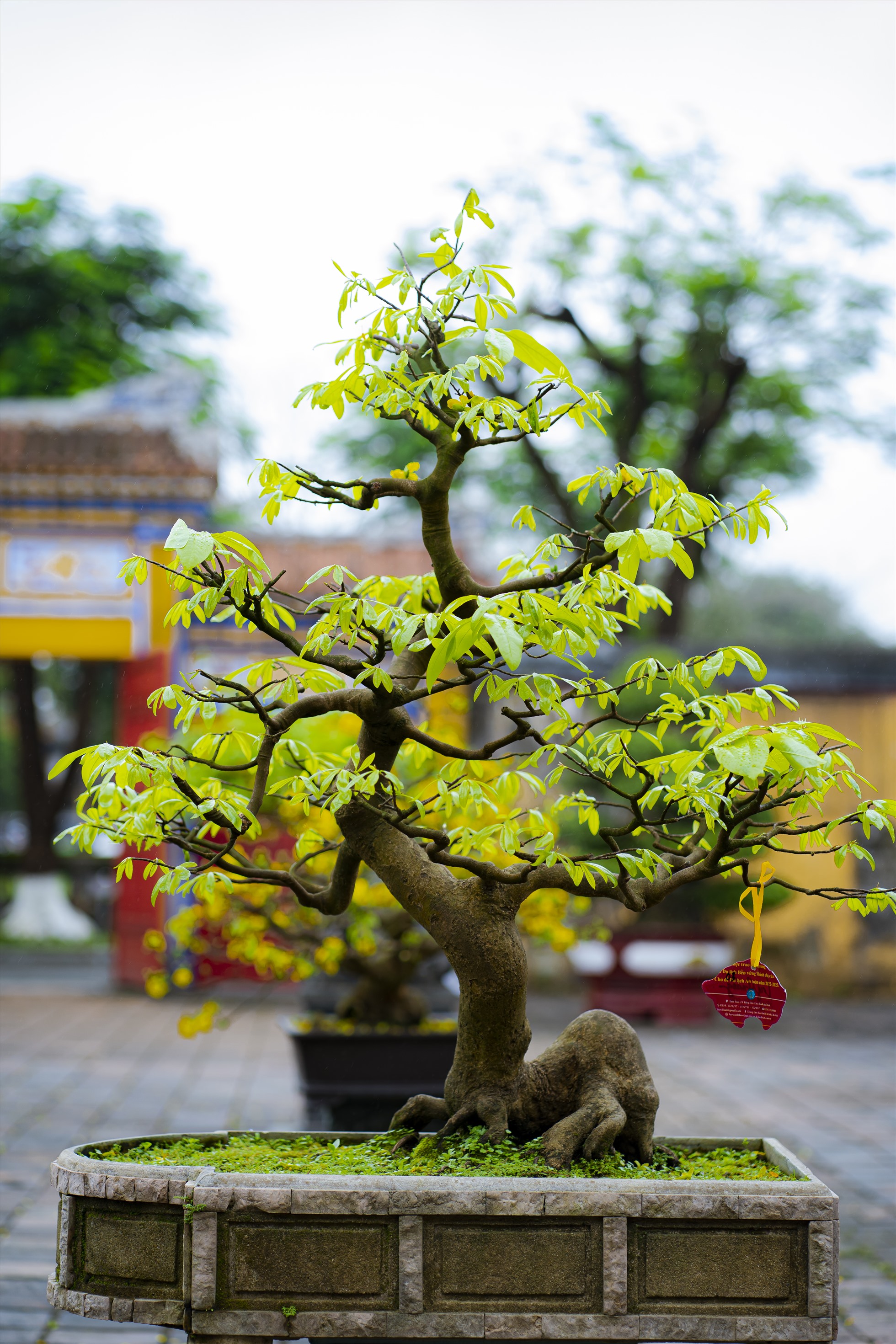Nhiều cây Hoàng mai nở hoa rực rỡ. Ảnh: Đình Hoàng.