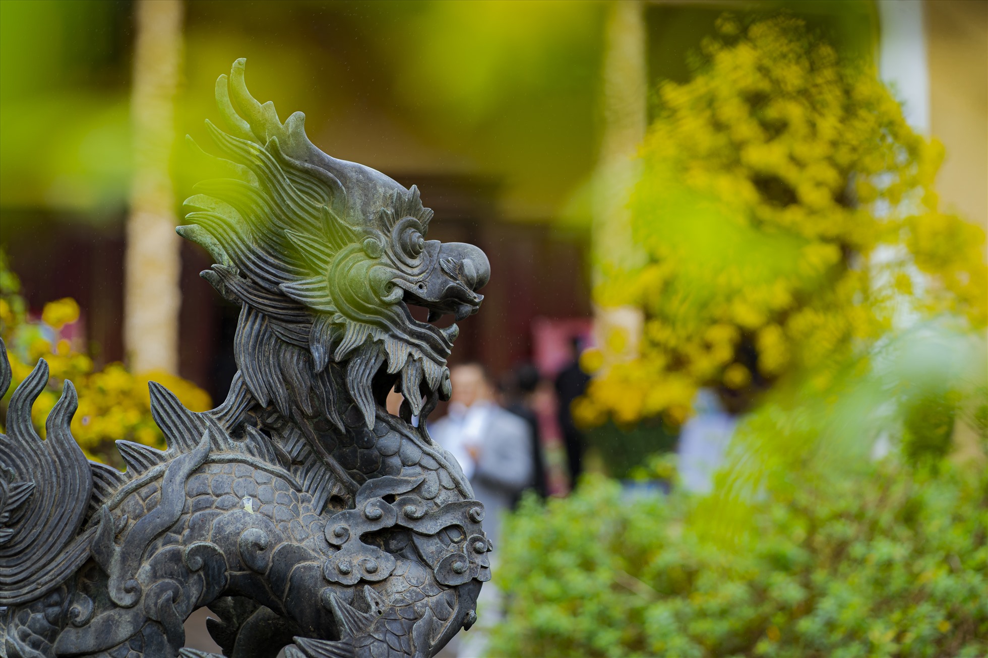 Với quyết tâm khôi phục và phát triển hoàng mai Huế, đưa Thừa Thiên Huế trở thành xứ sở mai vàng của Việt Nam, một số vườn mai vàng được quy hoạch, trồng đúng giống mai vàng Huế và bước đầu đã đem lại kết quả tích cực. Tiếp nối những thành công đó, Lễ hội Hoàng mai Huế được tổ chức nhằm tôn vinh, quảng bá và lan tỏa những giá trị về văn hóa, nghệ thuật của người Huế và thương hiệu hoàng mai Huế trong dịp tết đến xuân về.
