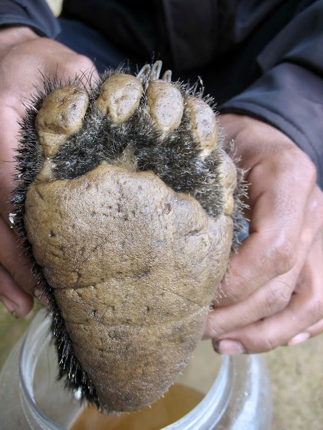 Một “bàn chân lông lá” của con gấu được vớt ra từ hũ rượu tại Mù Cả, Mường Tè, Lai Châu. Ảnh: Lam Anh