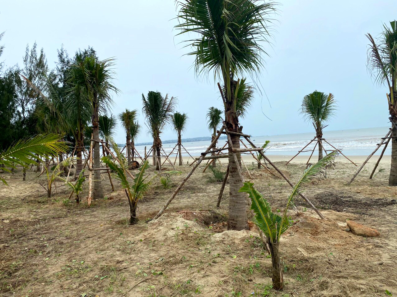 Mới đây, Tp. Quảng Ngãi huy động các tổ chức, cá nhân đóng góp, ủng hơn 900 cây dừa, kinh phí 4,5 tỉ đồng để trồng dọc bãi biển Mỹ Khê nhằm tạo cảnh quan…Ảnh: Ngọc Viên