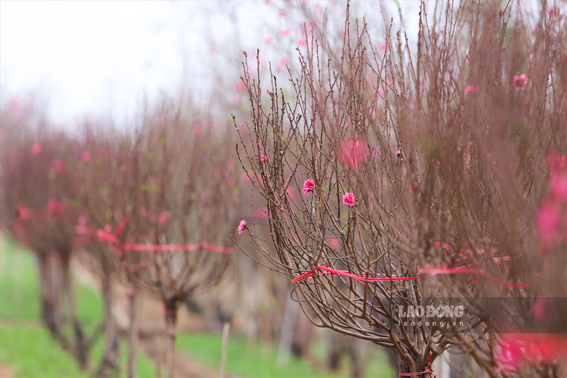 Mùa xuân đang gõ cửa từng gia đình, len lỏi vào từng góc phố. Càng gần Tết, sắc hồng rực rỡ lại phủ khắp khu vực vườn đào Nhật Tân, làm không khí Tết thêm rộn ràng.