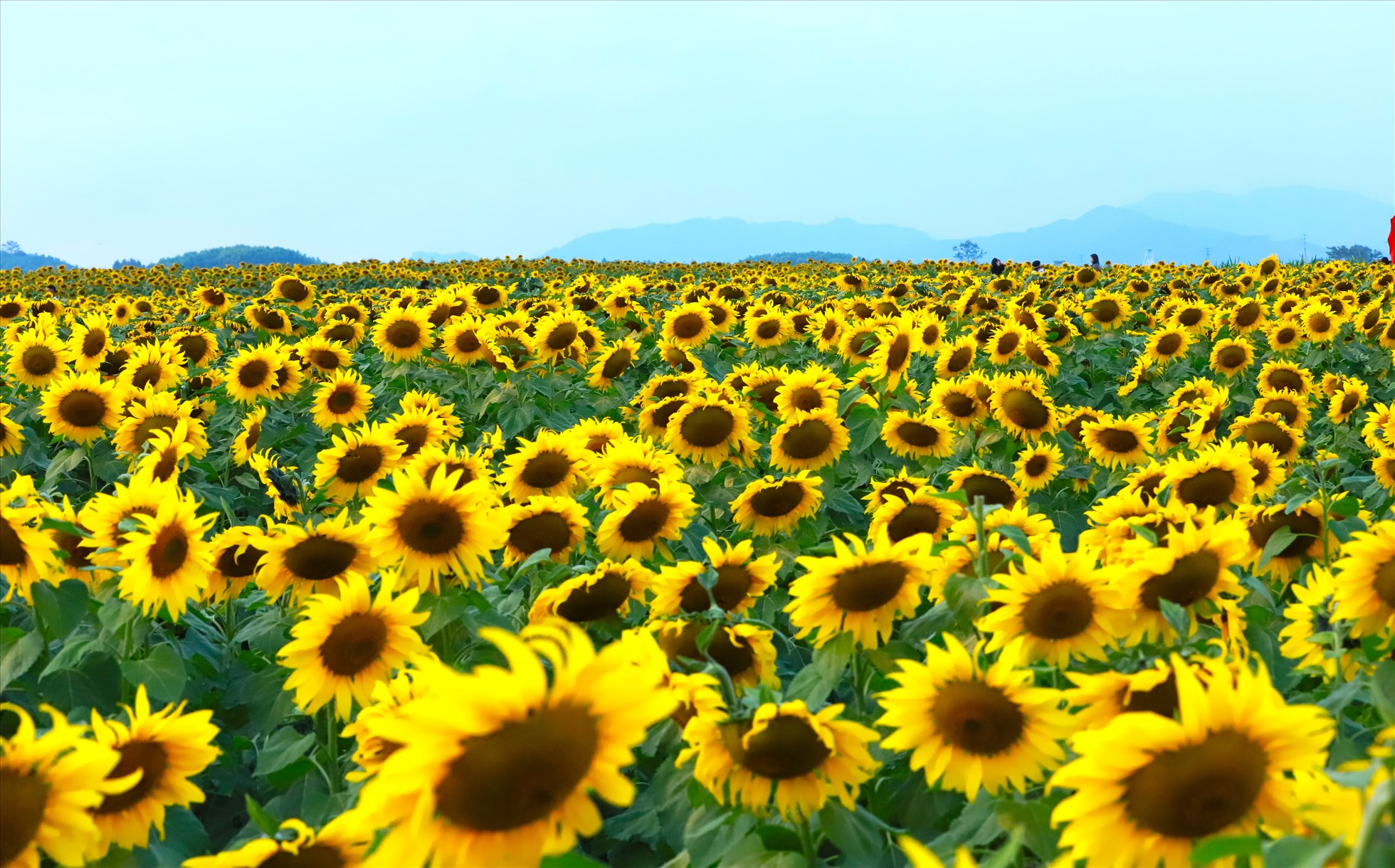 Top 105+ cánh đồng hoa hướng dương đẹp nhất thế giới