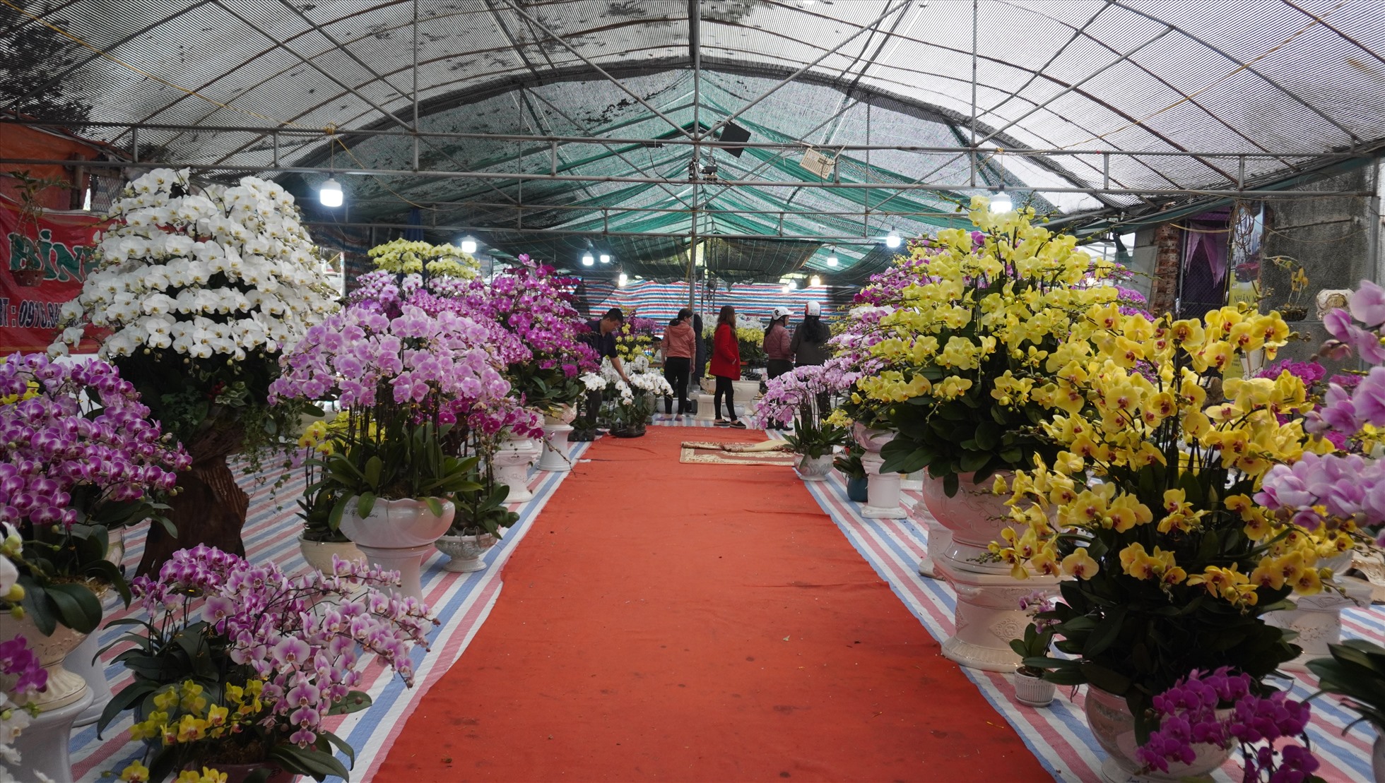Những quầy bán hoa trên phố Lê Hoàn, TP.Thanh Hóa hút khách đến tham quan, chiêm ngưỡng và mua sắm trong những ngày cận Tết Nguyên đán Quý Mão - 2023. Ảnh: Quách Du