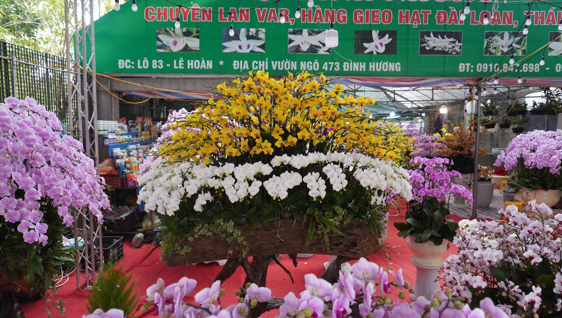 Chậu hoa lan Hồ Điệp được chủ quầy bán hoa (trên phố Lê Hoàn, TP.Thanh Hóa) chào bán với giá hơn 70 triệu đồng. Ảnh: Quách Du