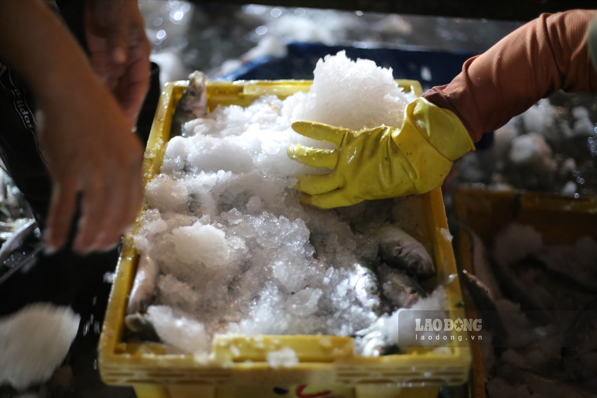 Đa phần cá được bán là cá cũ trước đó, được tiểu thương cấp đông mang ra bán lại, khiến người mua không mấy mặn mà.
