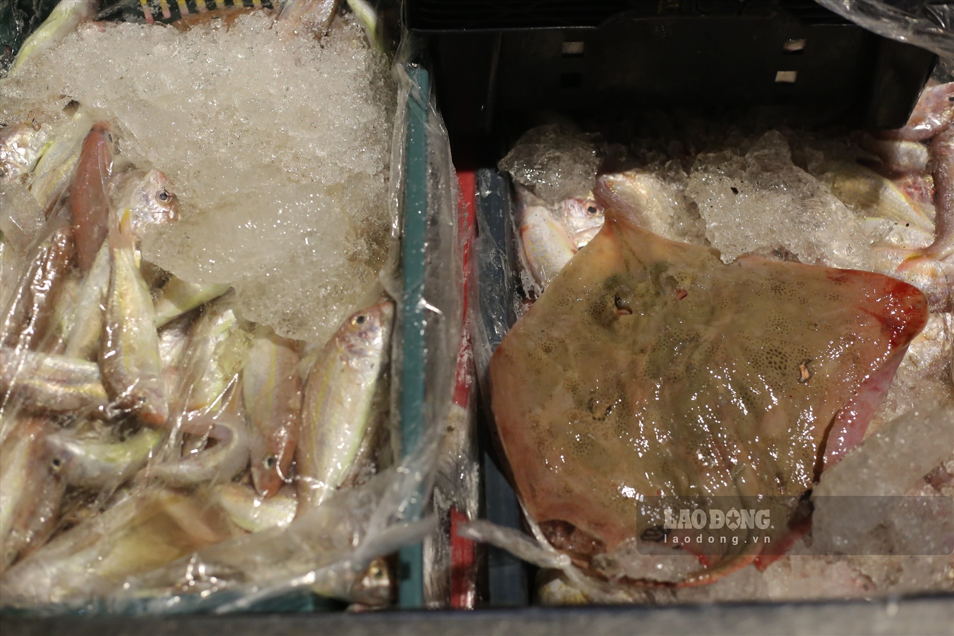 Đa phần cá được bán là cá cũ trước đó, được tiểu thương cấp đông mang ra bán lại, khiến người mua không mấy mặn mà.